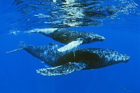 Two humpback whales swimming gracefully underwater, with sunlight filtering through the surface, creating a shimmering blue effect around them.