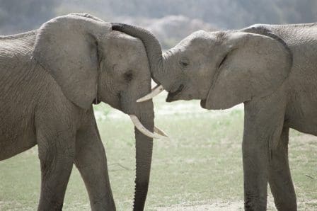Two elephants gently touching their trunks together on a grassy landscape, showcasing a moment of interaction and connection in their natural habitat.