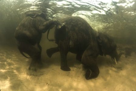 Two elephants swimming underwater in a shallow river, with sunlight filtering through the water's surface, creating a tranquil atmosphere. One elephant appears playful, gently nudging the other.
