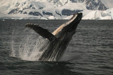 A humpback whale breaching the surface of the ocean, sending a spray of water into the air. Ice-covered mountains are visible in the background, highlighting the whale's majestic leap against a serene seascape.