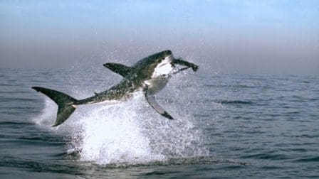 A great white shark breaching the surface of the ocean, creating a splash as it leaps into the air. The water reflects a clear blue sky, enhancing the dramatic action of the scene.