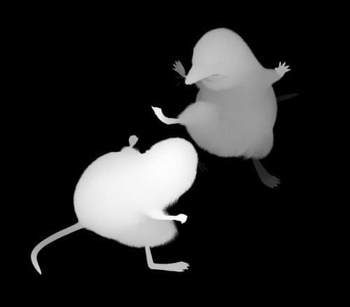 Two stylized white mice facing each other against a black background, depicted in a playful stance, highlighting their fluffy bodies and small limbs.