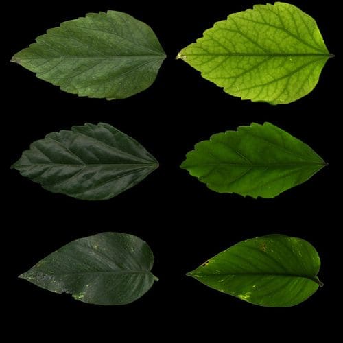 A collage of six different leaves arranged in two rows. The top row features bright and dark green leaves with textured surfaces, while the bottom row displays deeper shades of green and a shiny, smooth leaf in the center.