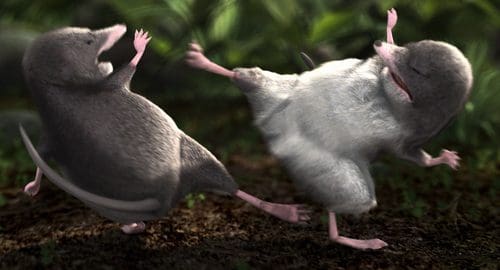 Two cartoonish moles playfully interacting in a forest setting, one mole standing upright and appearing to kick at the other, which is light gray and slightly tumbling. The background features lush greenery, enhancing the playful and whimsical atmosphere.