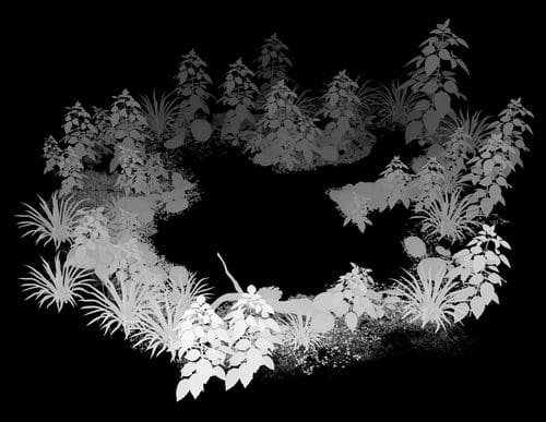 A circular arrangement of various plants in shades of gray, set against a black background, creating a striking contrast. The foliage includes tall stems and broad leaves, suggesting lush vegetation surrounding an empty center.