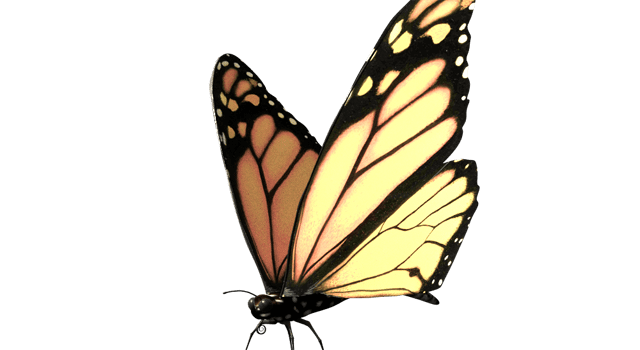 Butterfly-Modell