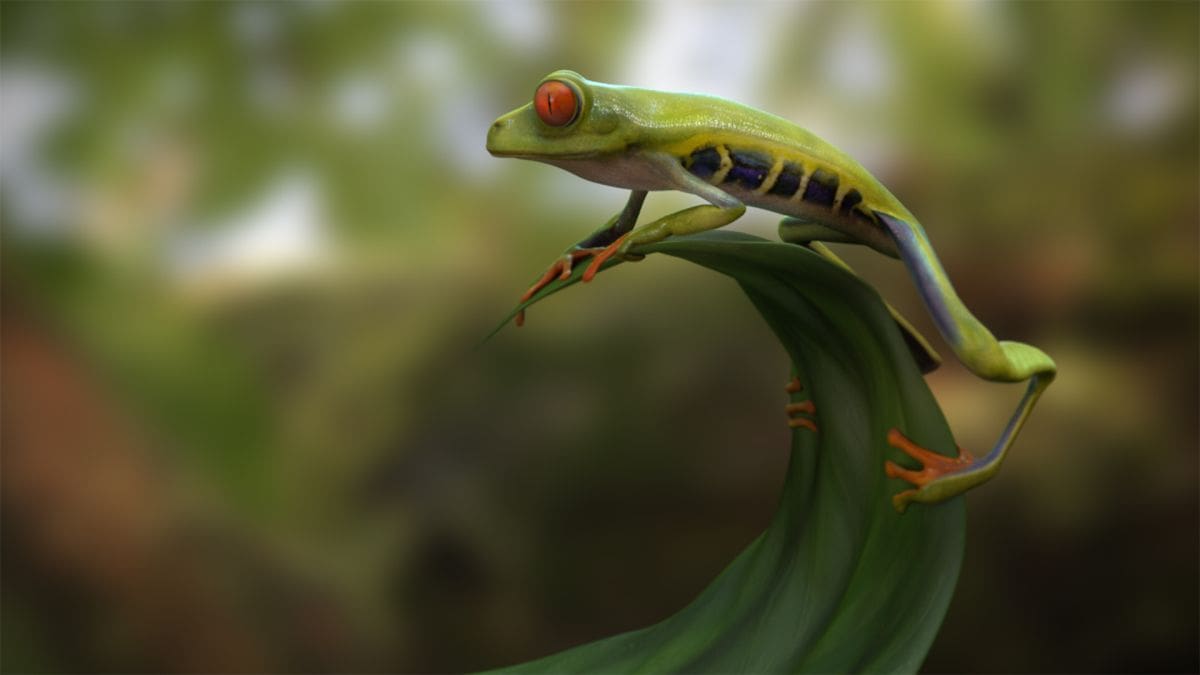 "Agalychnis callidryas- red-eyed tree frog"/Kleisi Begaj/ZBrush, Maya/Deutschland