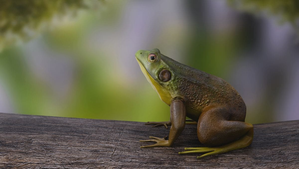 "Green Frog"/Sunil Gautam/ZBrush, Maya, Mental Ray/Indien