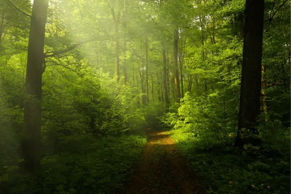 Corrida de Aventura: Como a Natureza se Torna Seu Maior Desafio