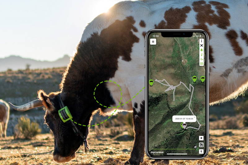 animal tracking collar
