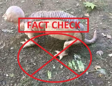 armadillo