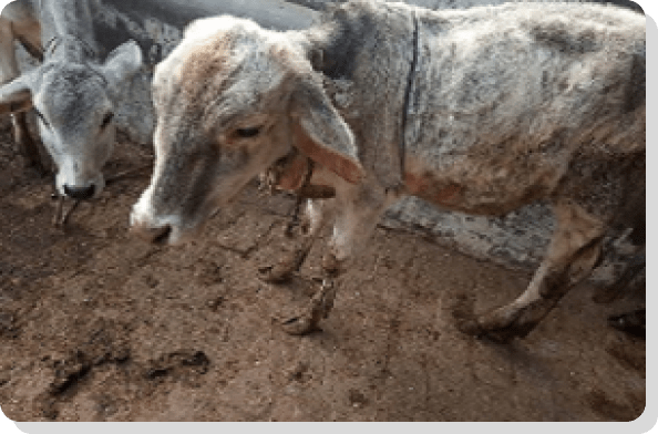Cattle Health Monitoring System