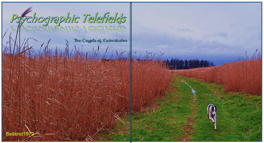Psychographic Telefields outer artwork showing a gatefold landscape with reeds, a green path, and the title text