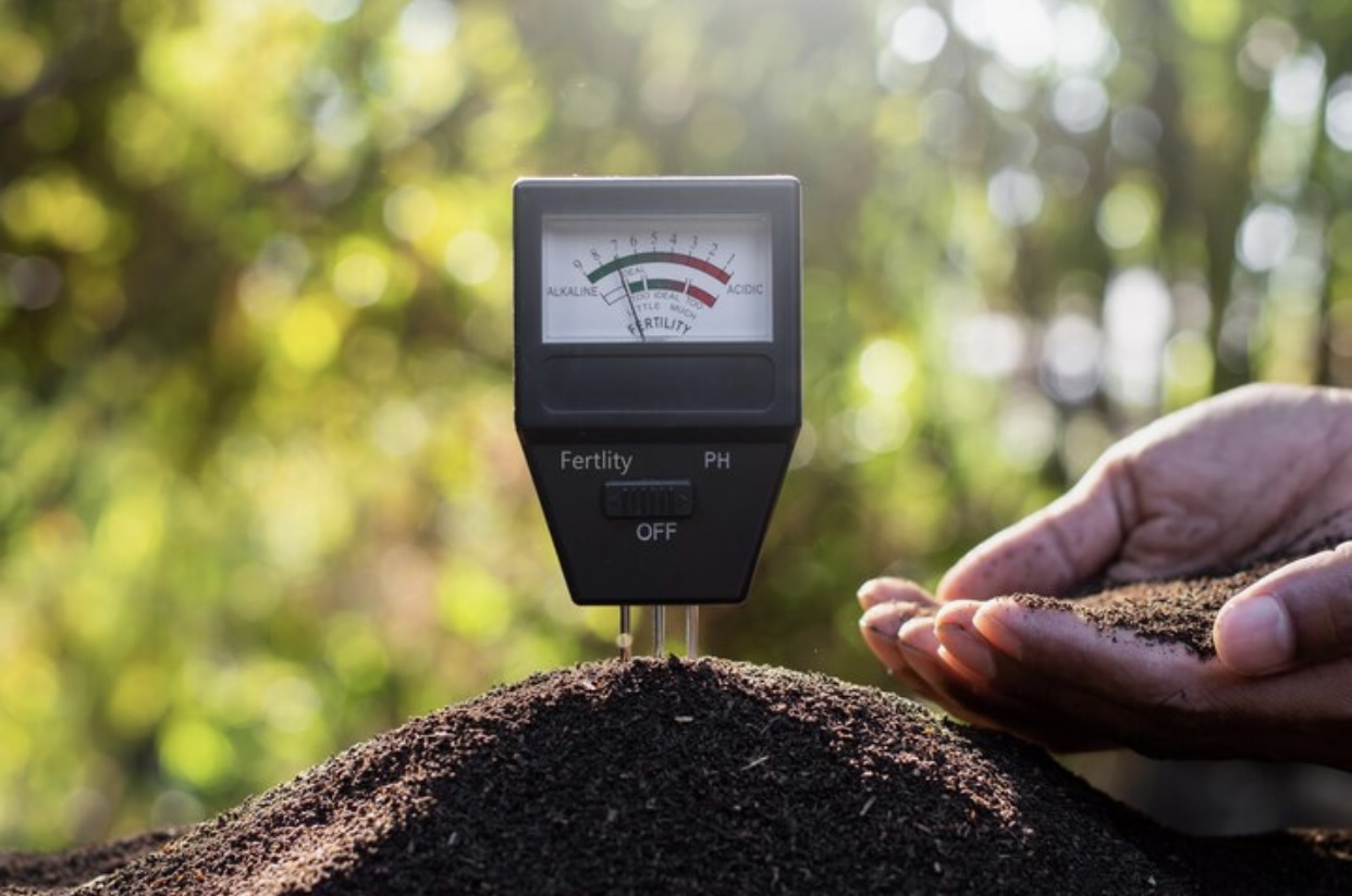 The Role of Technology in Modern Seed Potato Production: Insights ...
