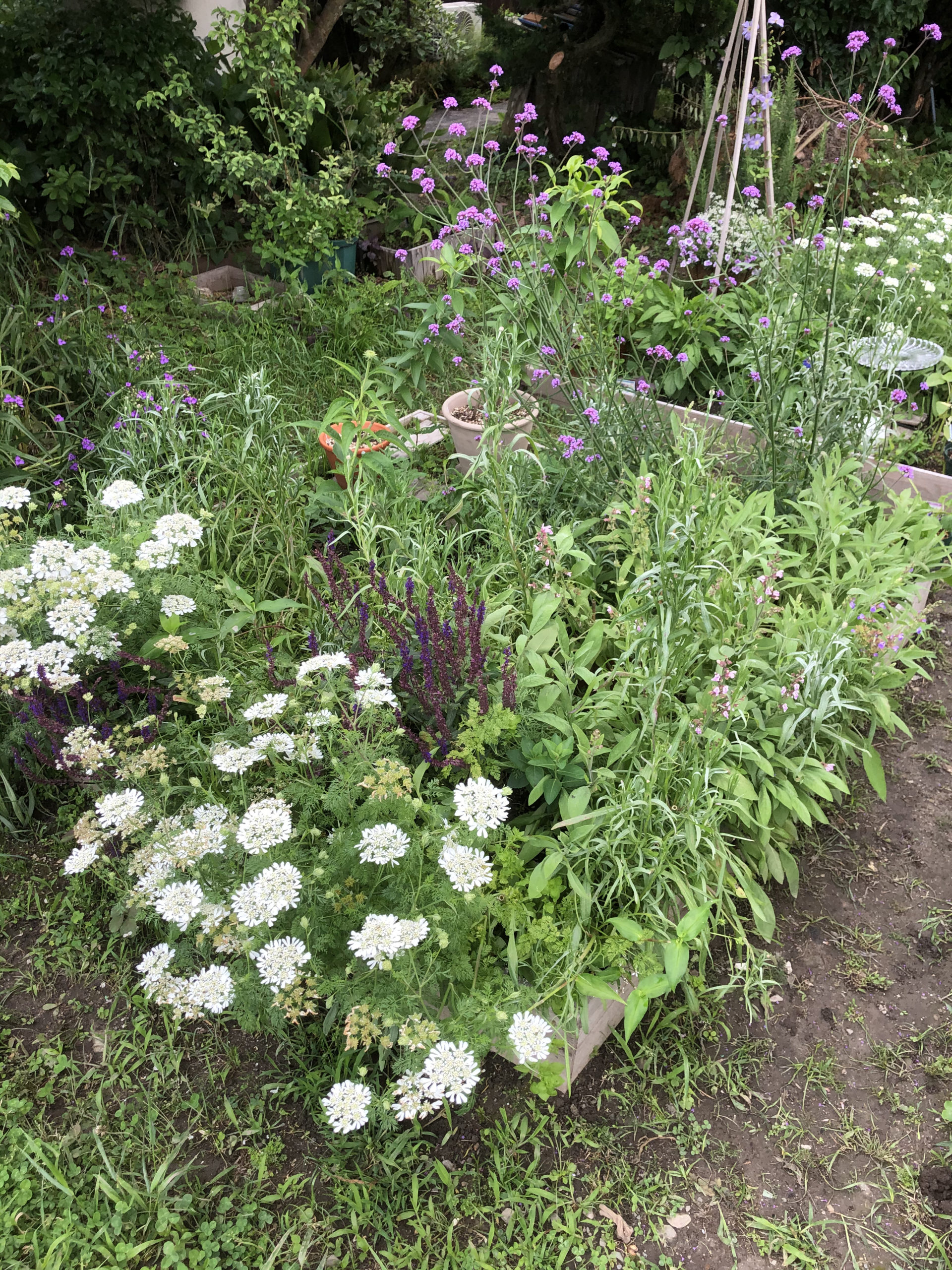 オルレアとホワイトレースフラワー その違い 人生100年時代を生きる趣味のブログ