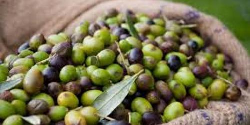 Scorte armate per difendere l'olio barese, i Comuni si attrezzano