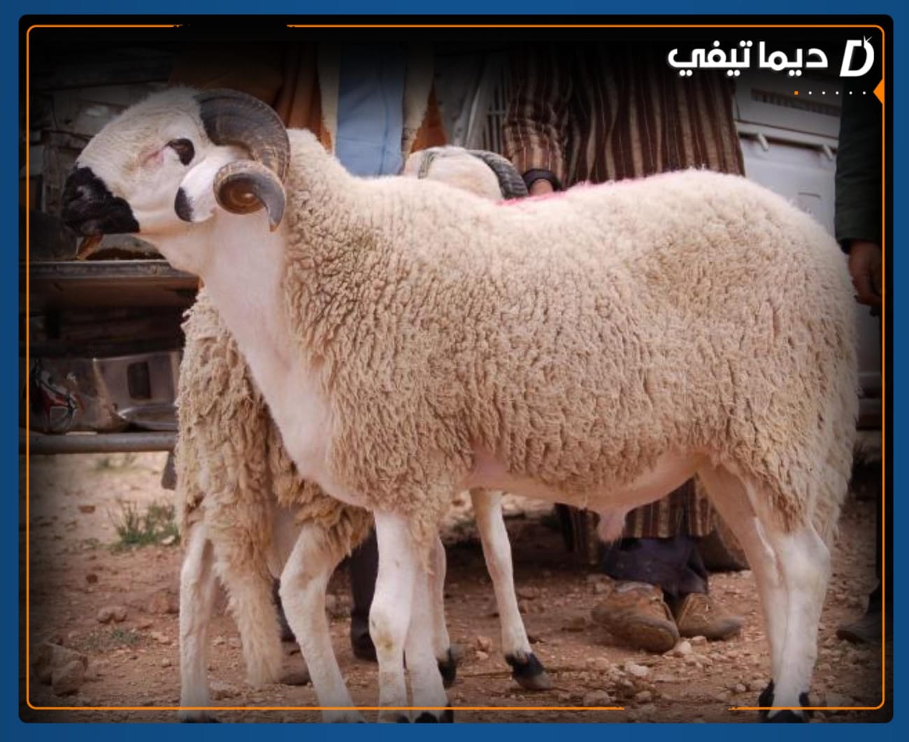 الأسر المغربية تلجأ إلى شراء الأضاحي بالقروض الاستهلاكية