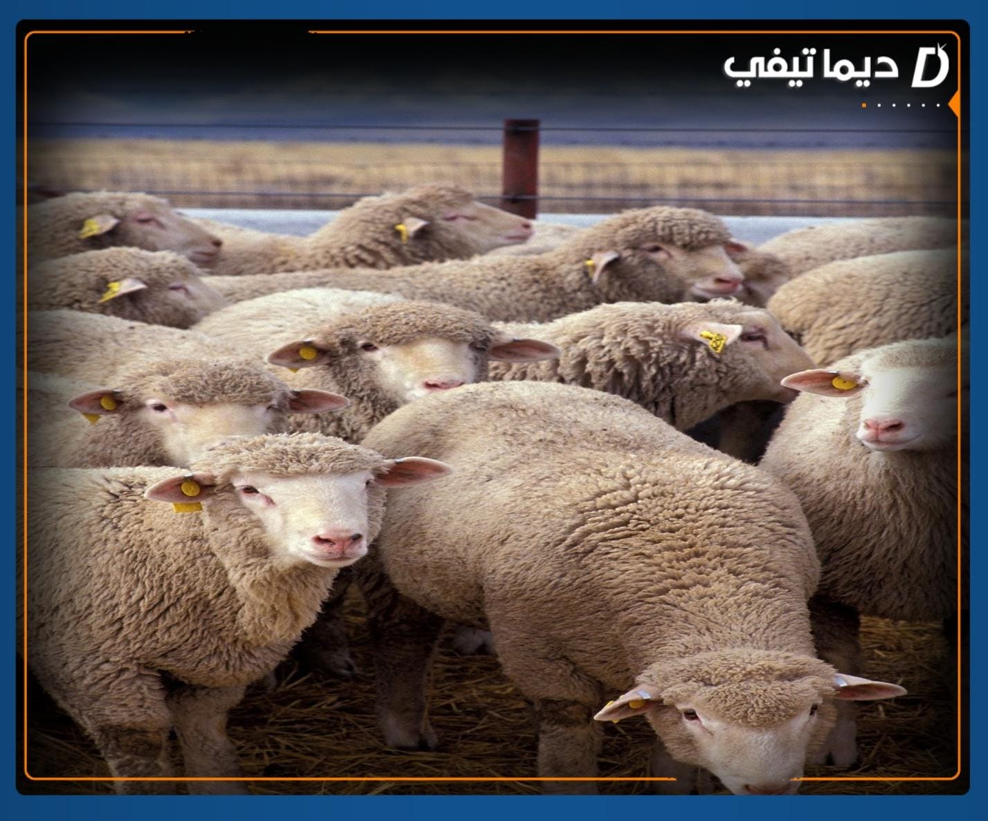ضيعة فلاحية تفتح أبوابها لأضاحي إسبانية بأسعار مغرية