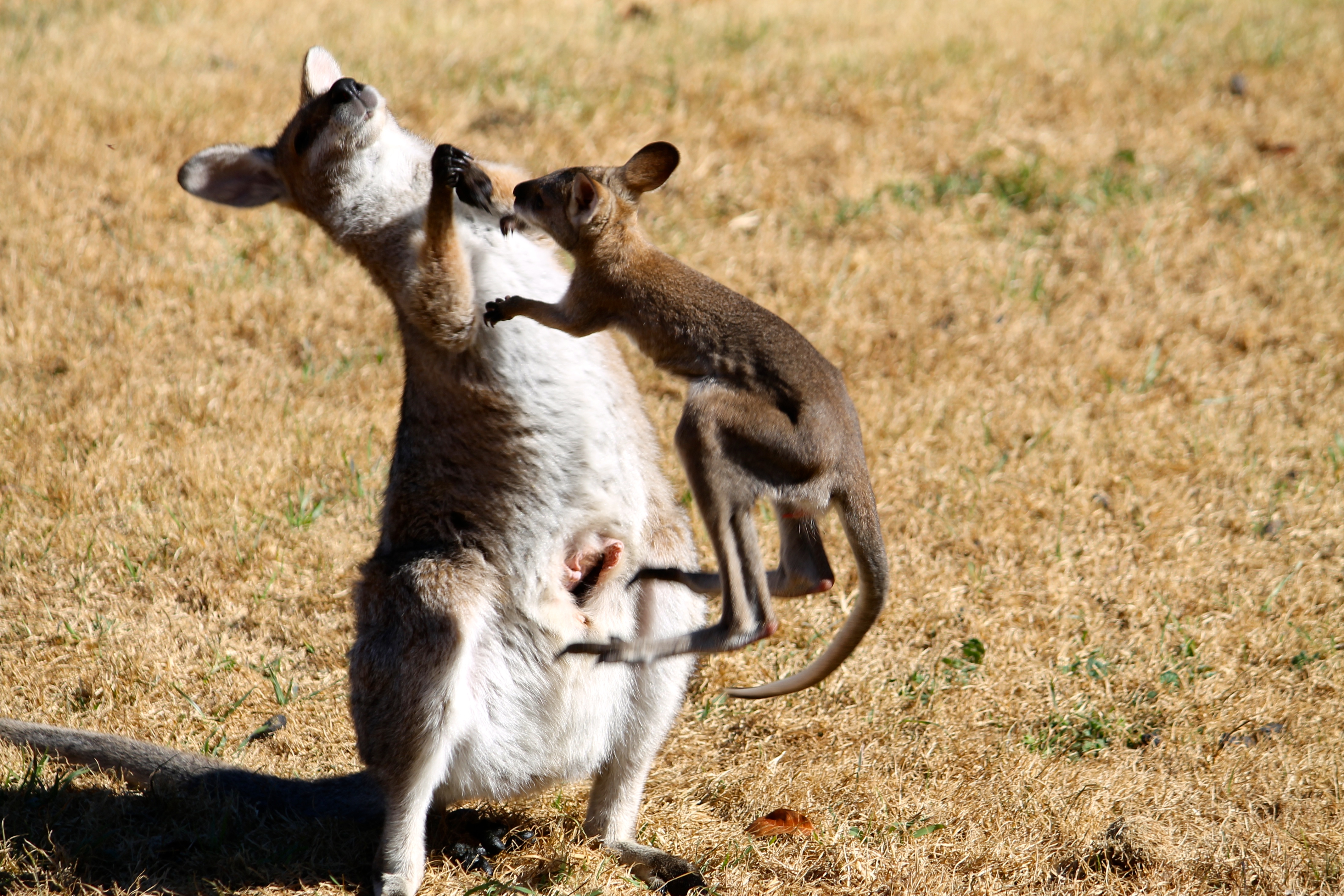 Bunya Mountains - Wallabies (QLD)
