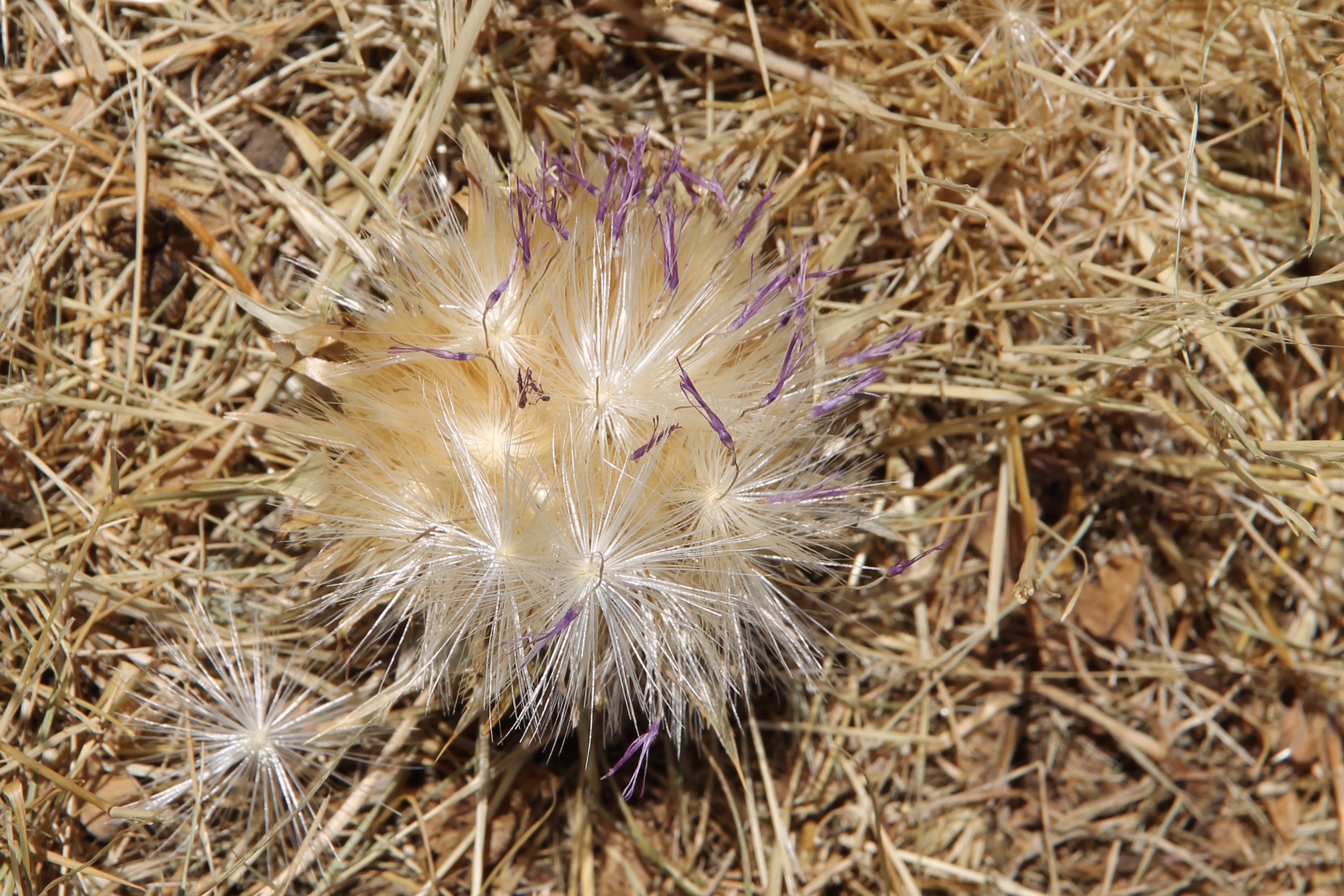 Cowra - Thistle Flower (NSW)