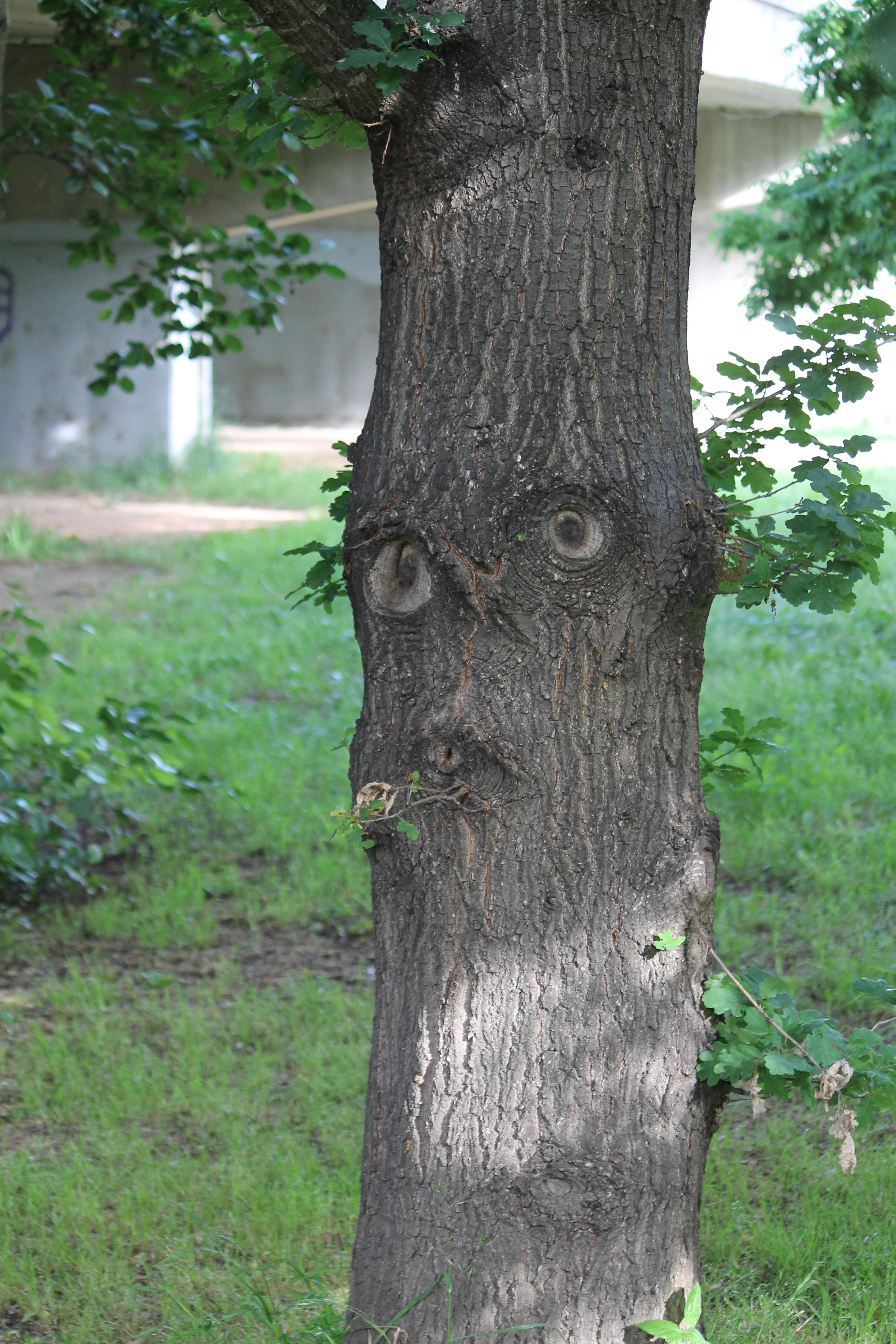 Bombala - 'Ent' from Middle Earth (NSW)