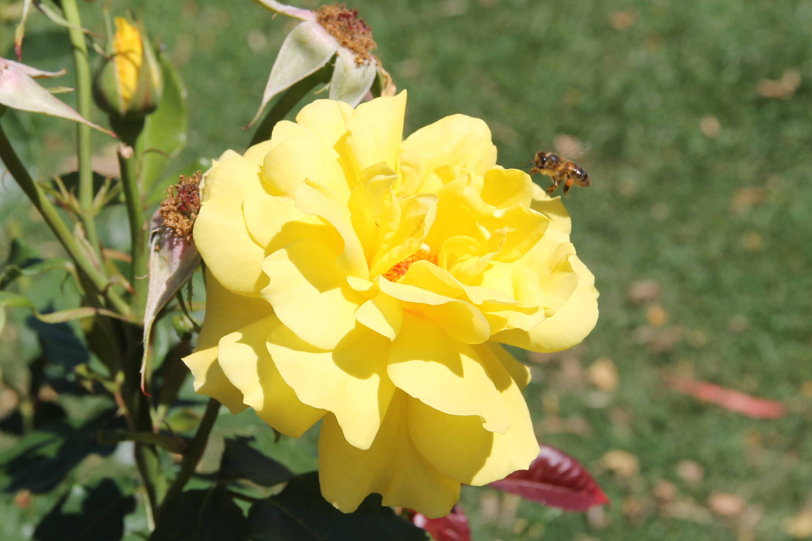 Cann River - Beautiful Rose (VIC)
