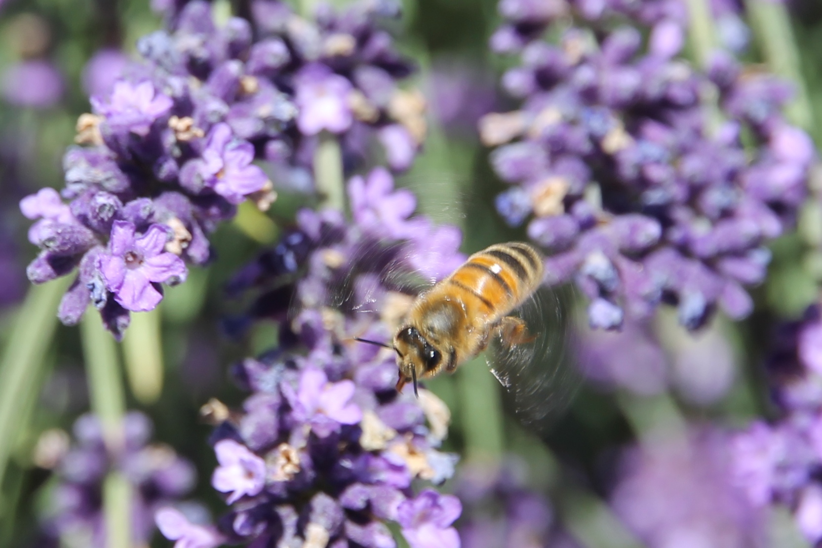 Bright - Ringer Reef Winery Bee (VIC)