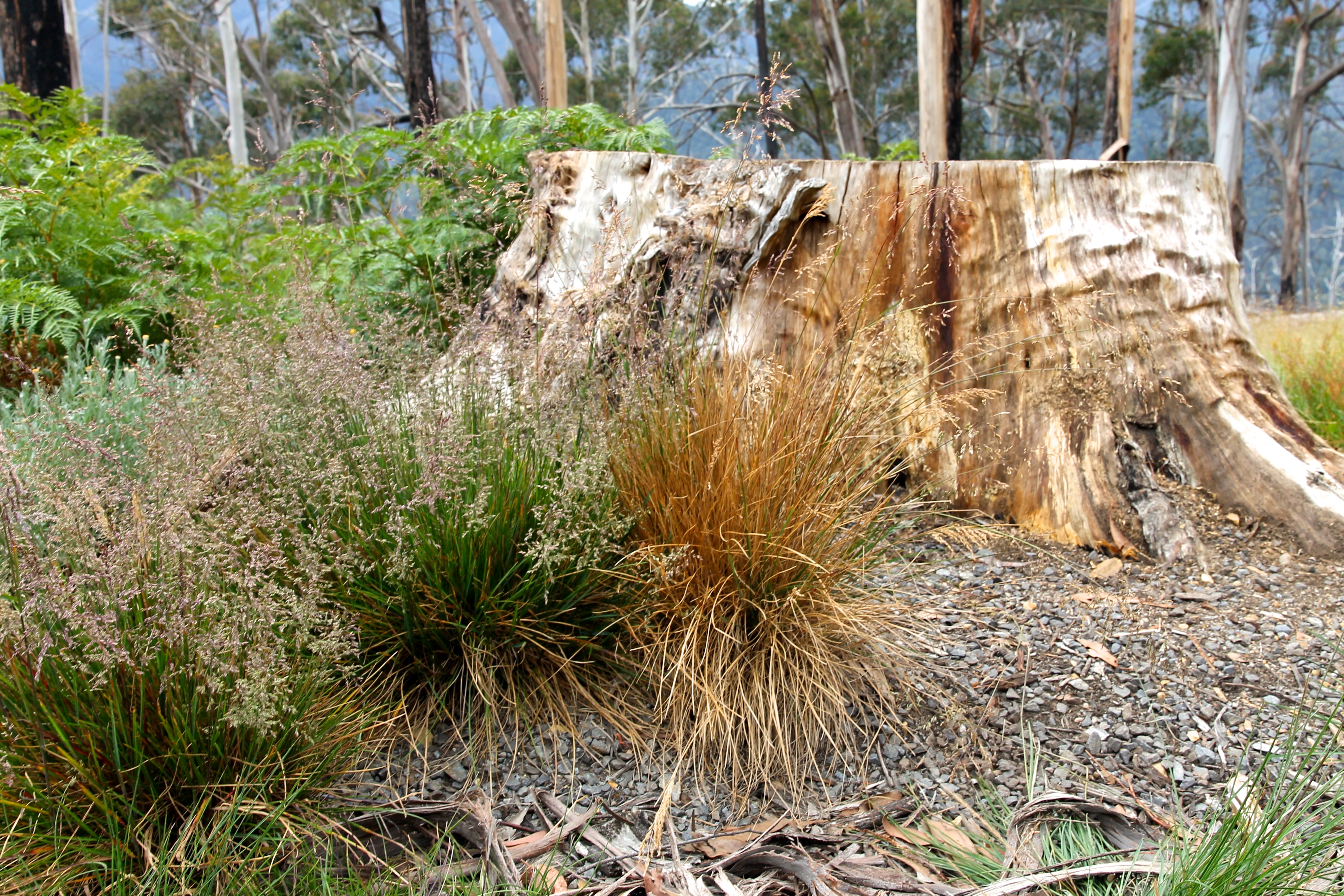 Victorian High Country (VIC)