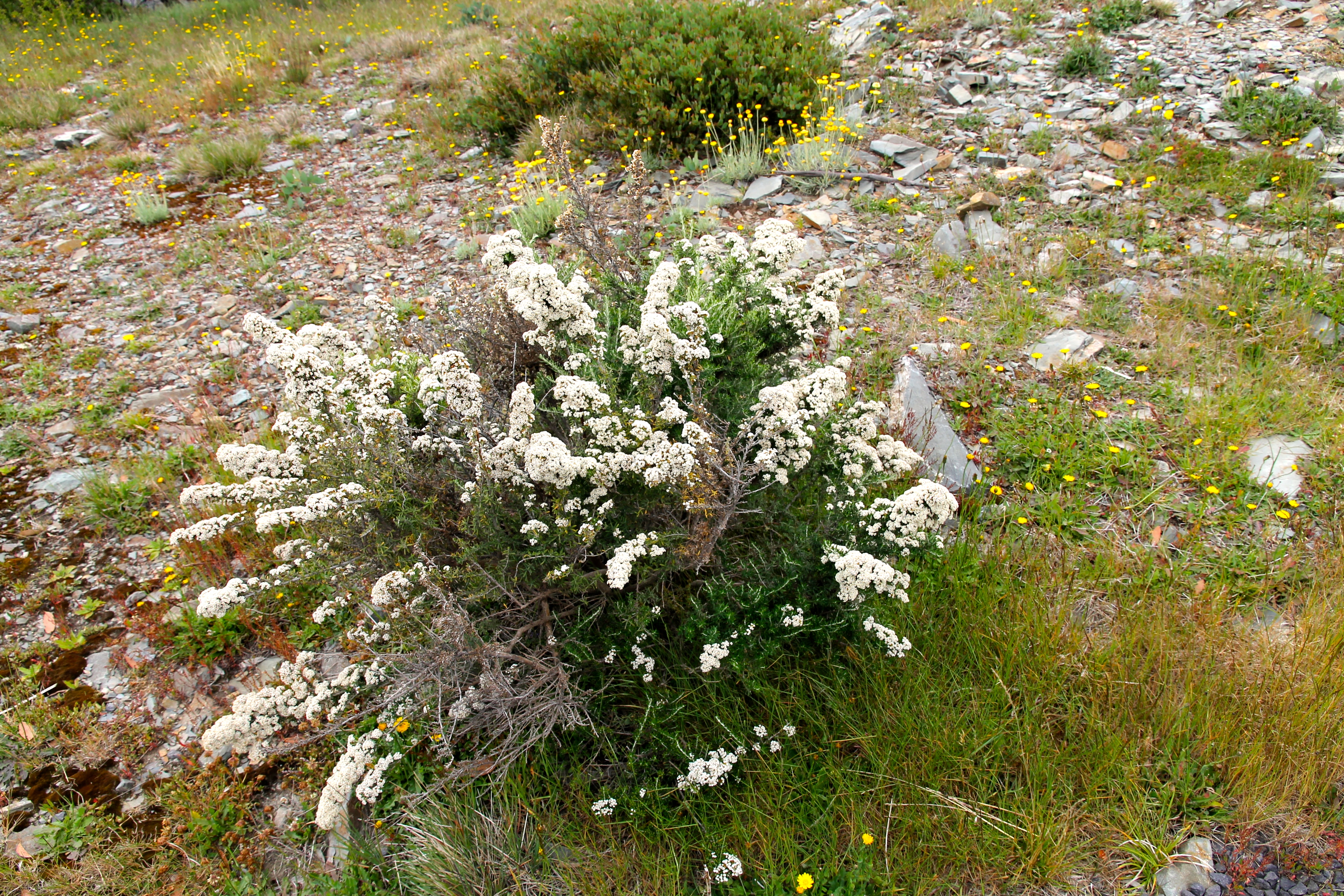 Victorian High Country - 'Flowers 2' (VIC)