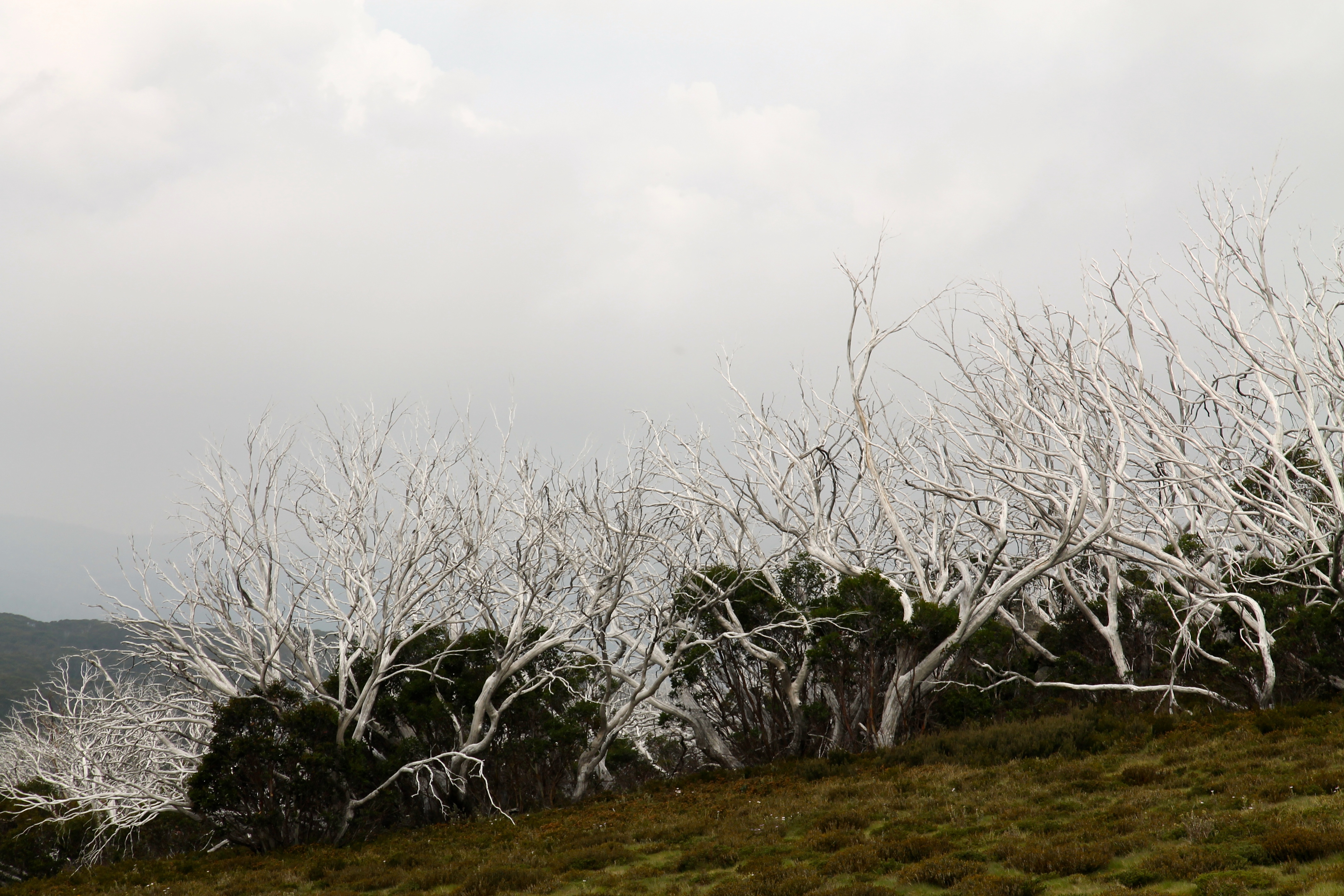 Victorian High Country (VIC)