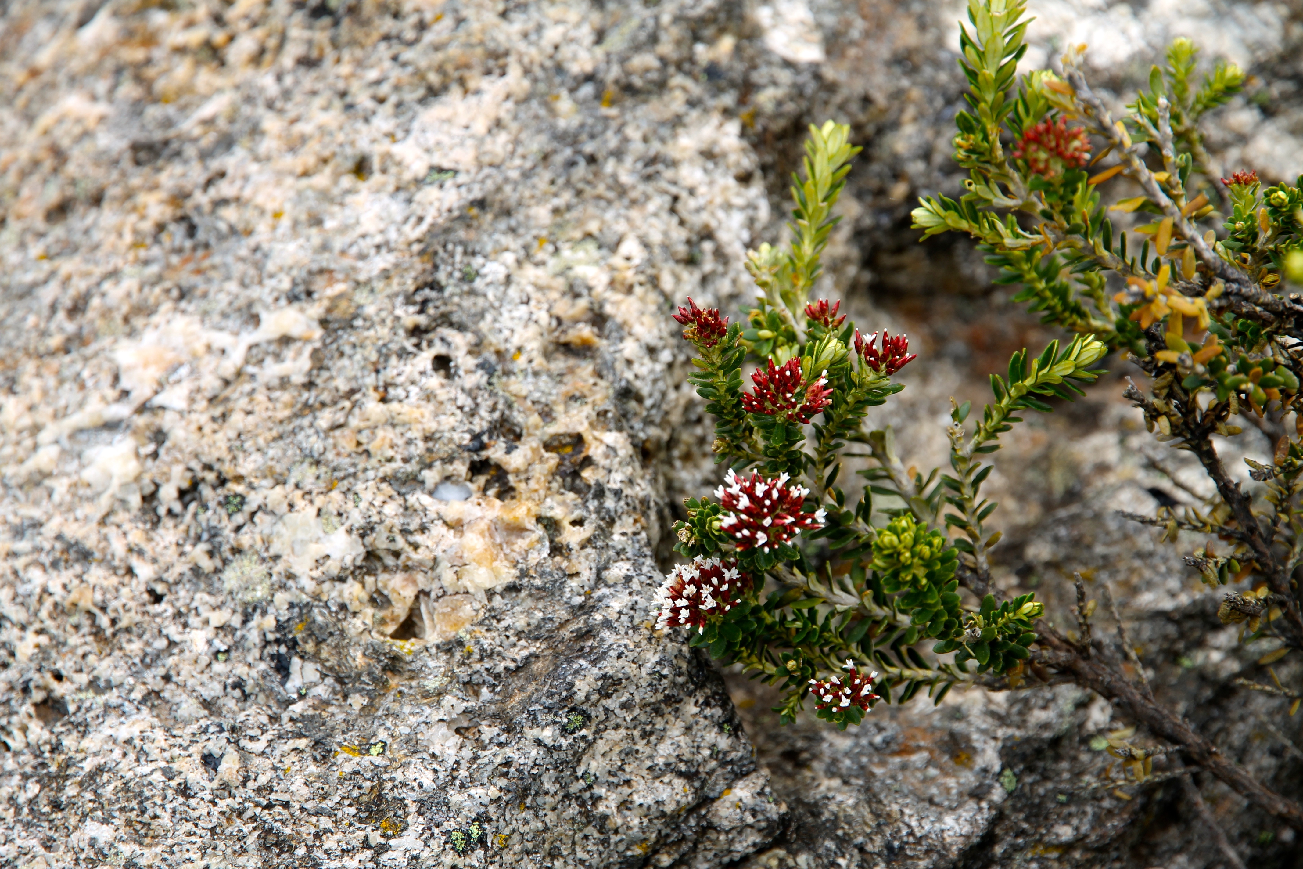 Victorian High Country - 'Flowers 1' (VIC)