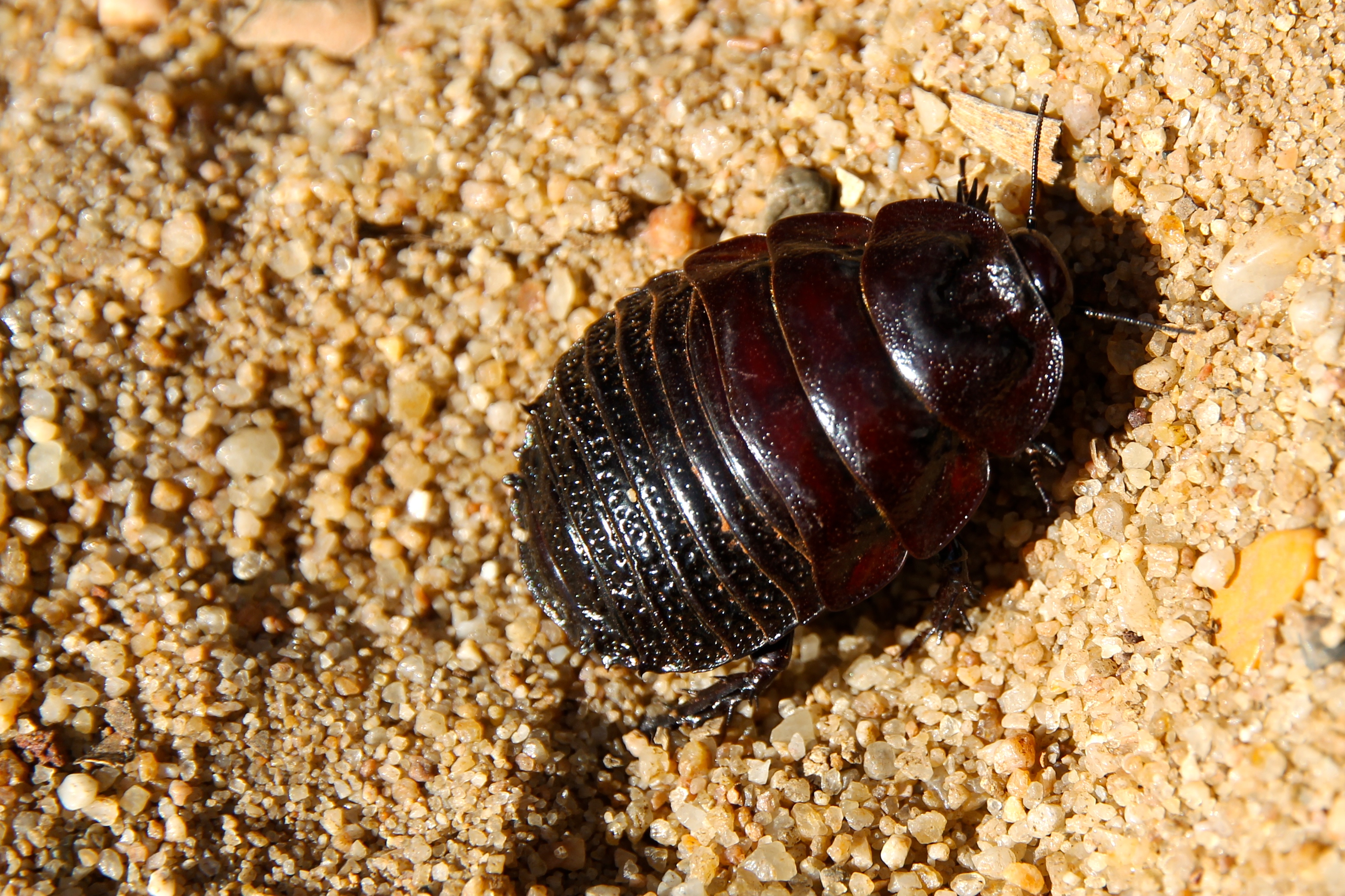 Charleville - Wood Cockroach (QLD)