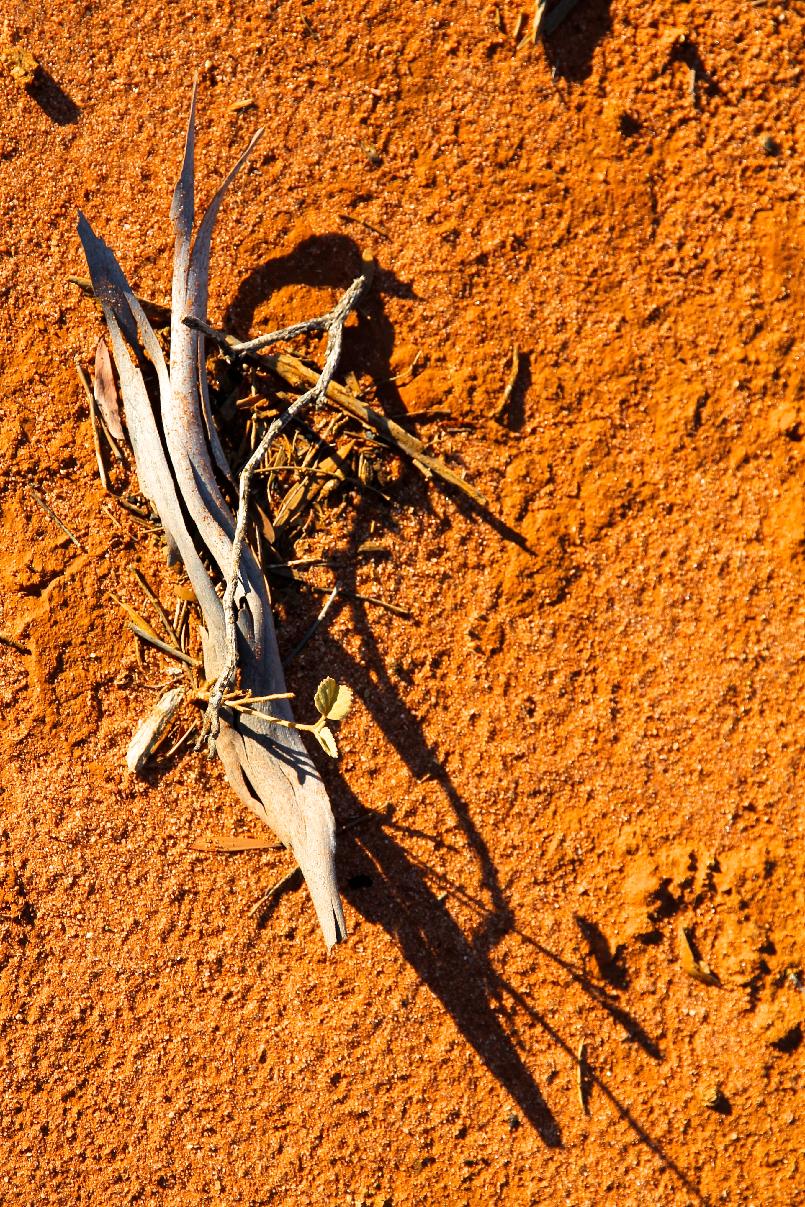 Charleville - The Red Lizard Campground (QLD)