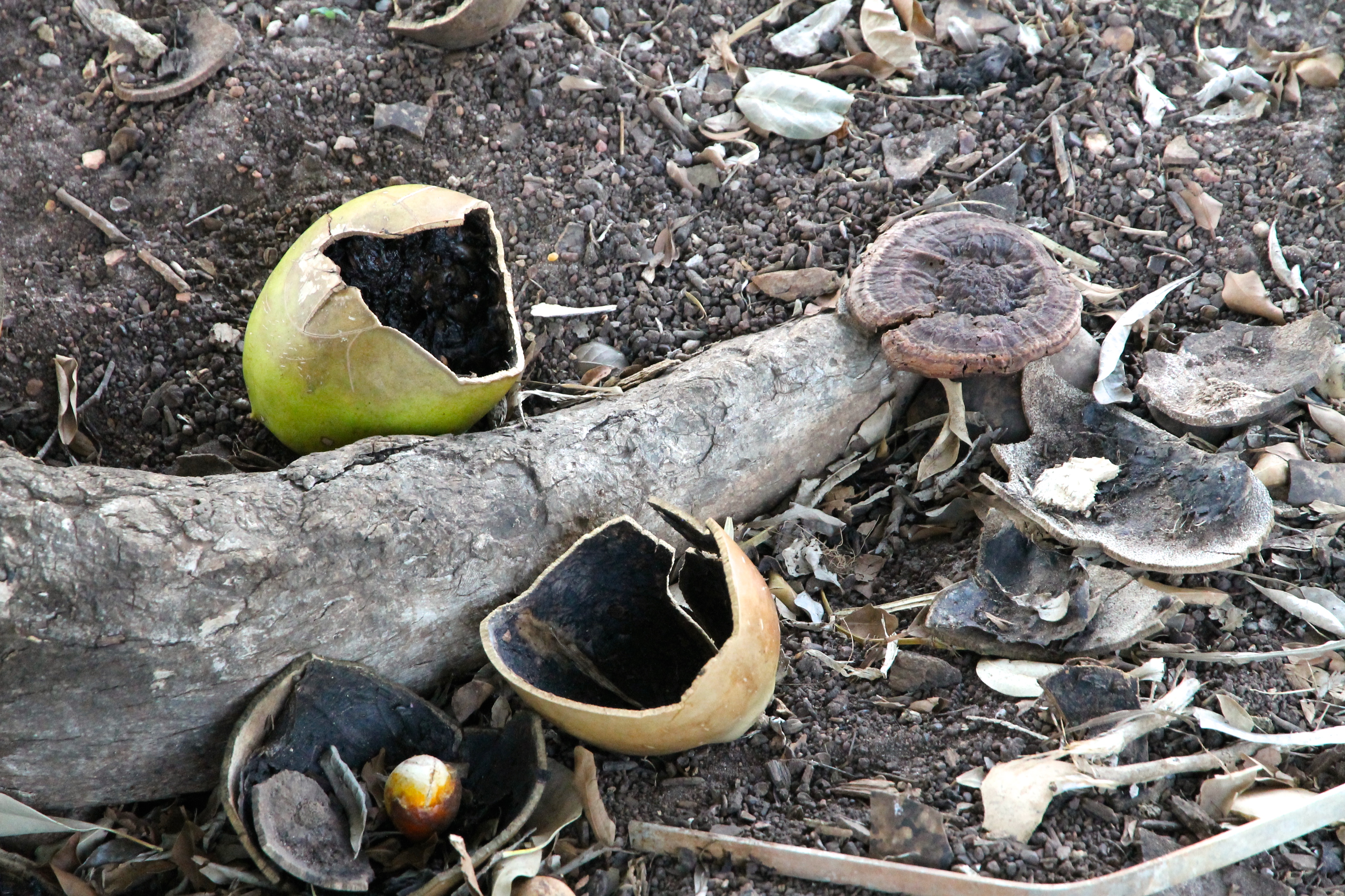 Darwin - Mexican Calabash - Botanical Gardens (NT)