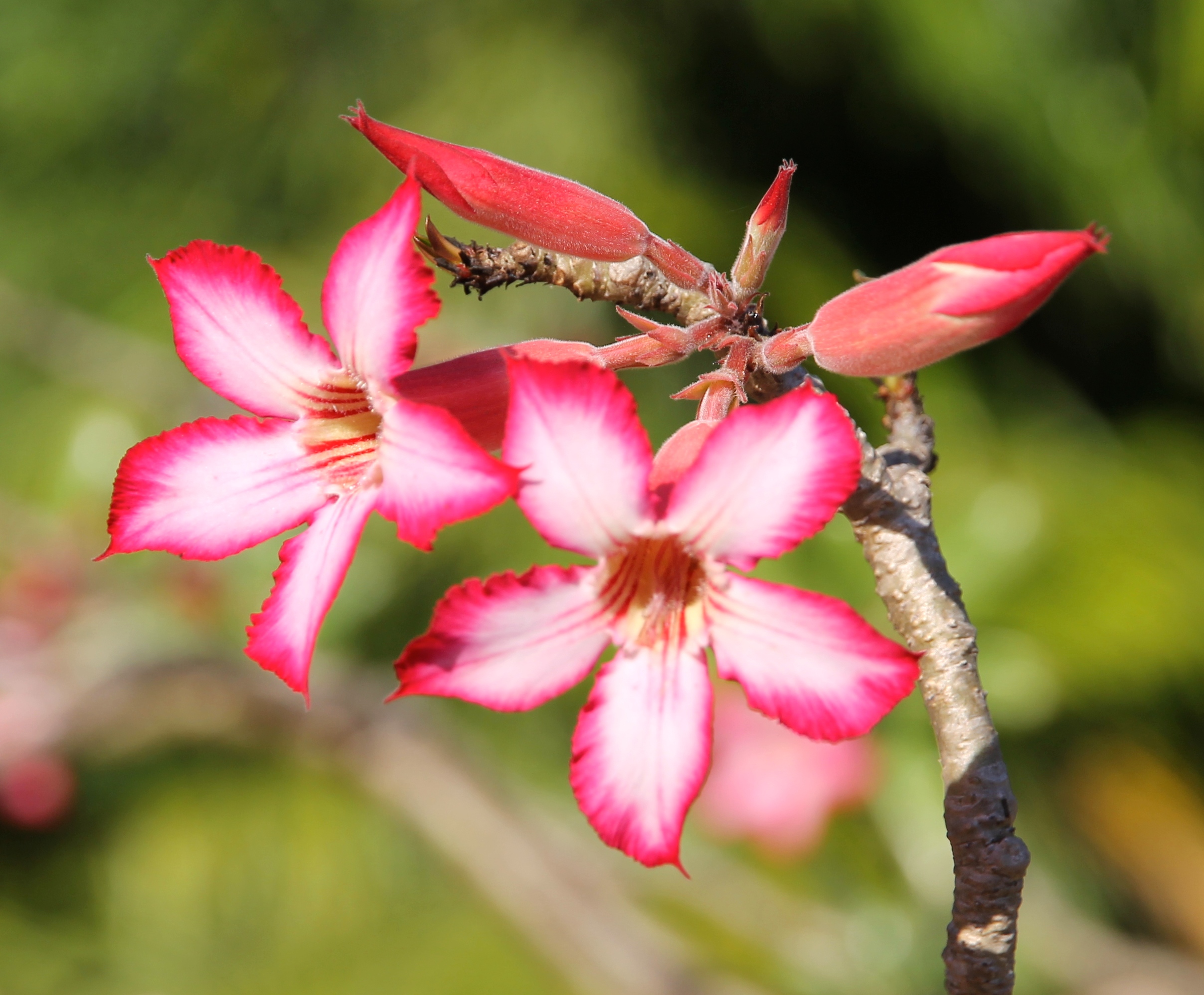 Darwin Botanical Gardens - Desert Rose (NT)