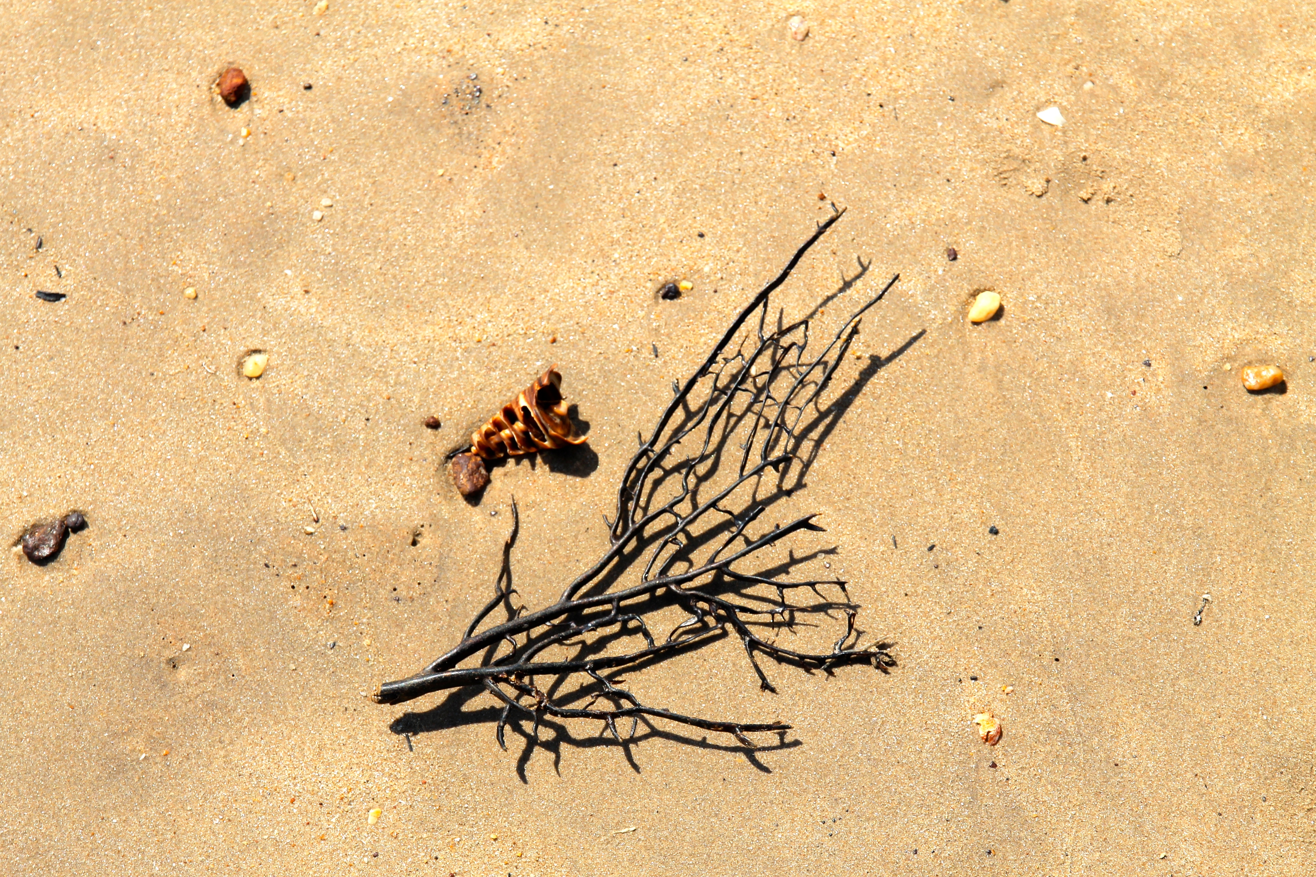 Dundee Beach - "Washed Up 1, Black Coral" (NT)