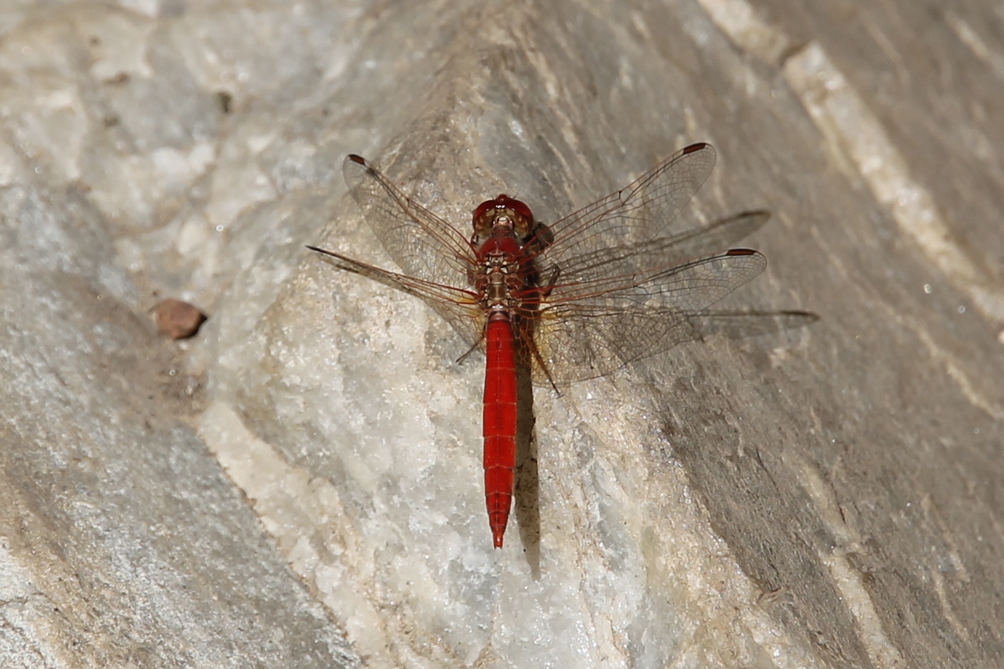 Standley Chasm - Scarlet Percher (NT)