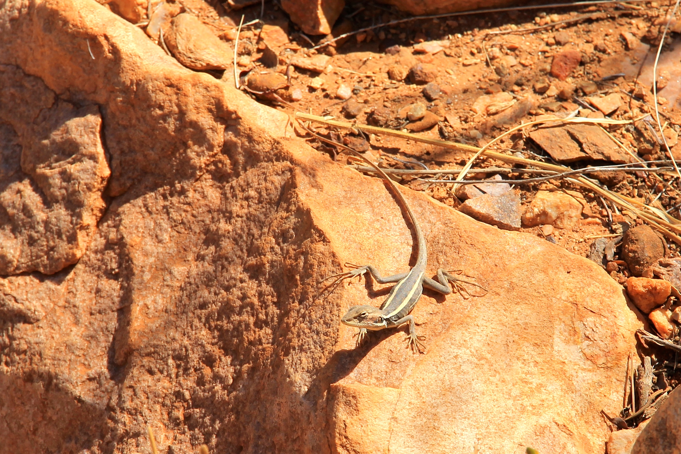 Simpsons Gap - Long-nosed Water Dragon (NT)