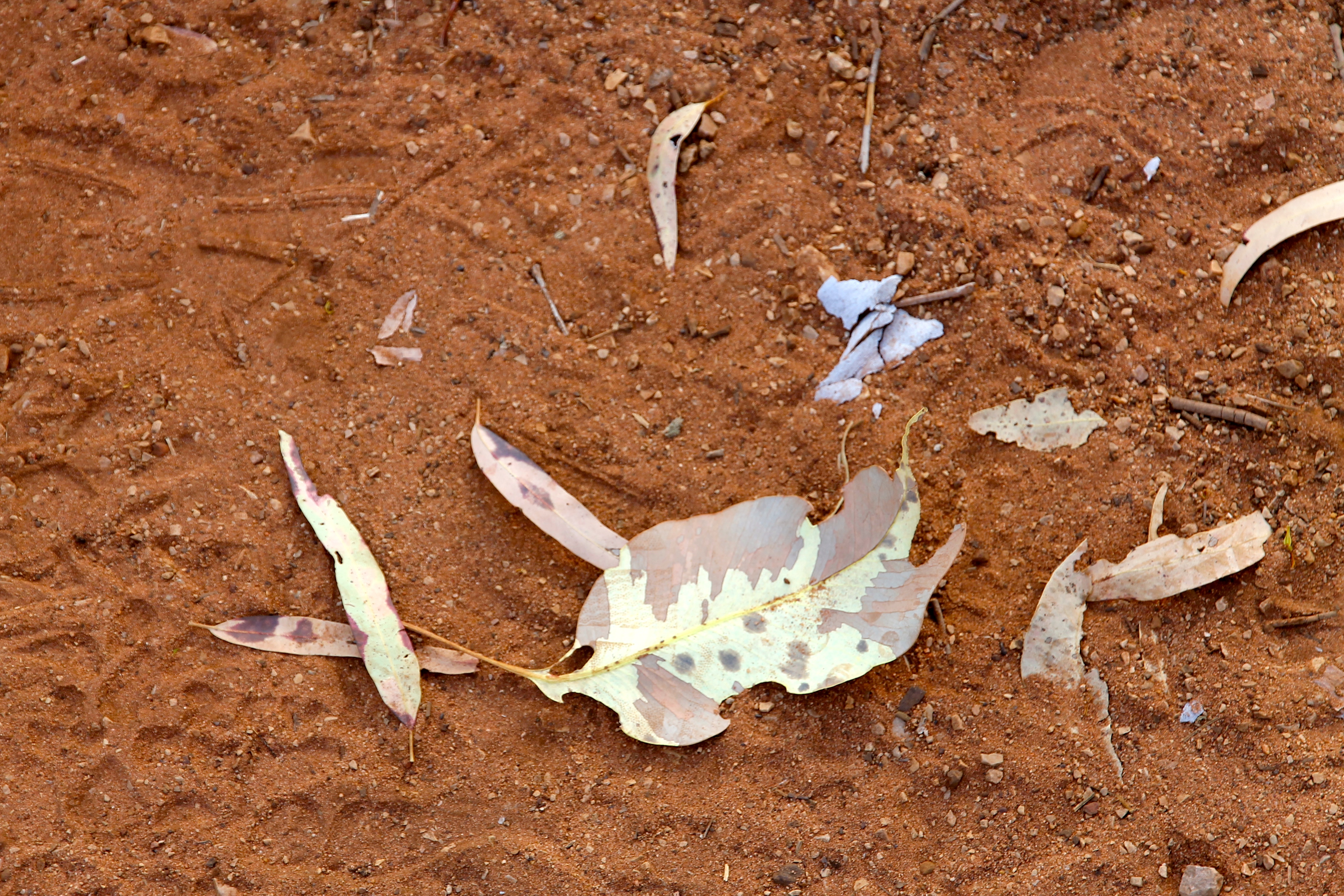 Cutta Cutta Caves - Beautiful Leaf Colours (NT)