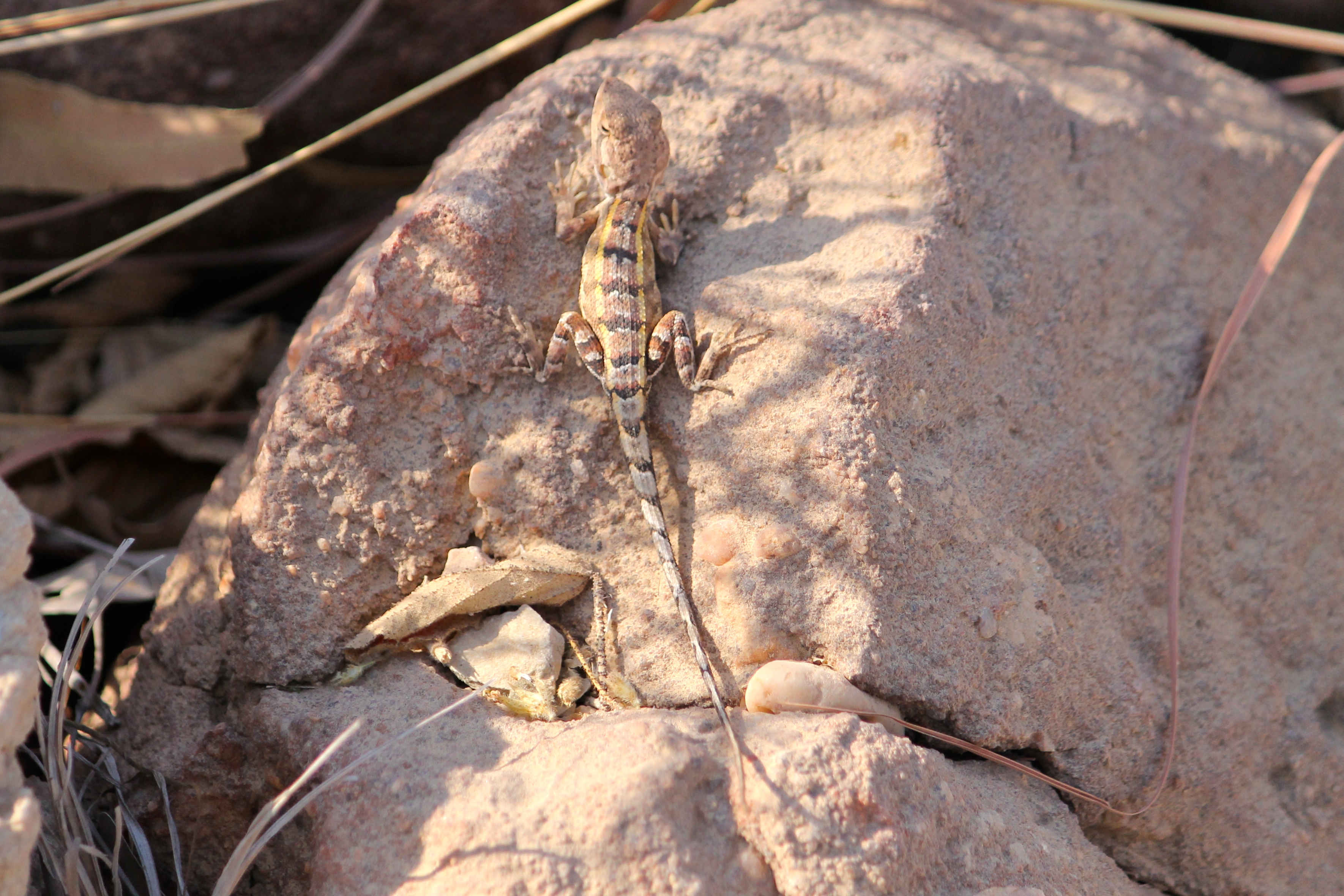 Edith Falls - Two-Lined Dragon (NT)