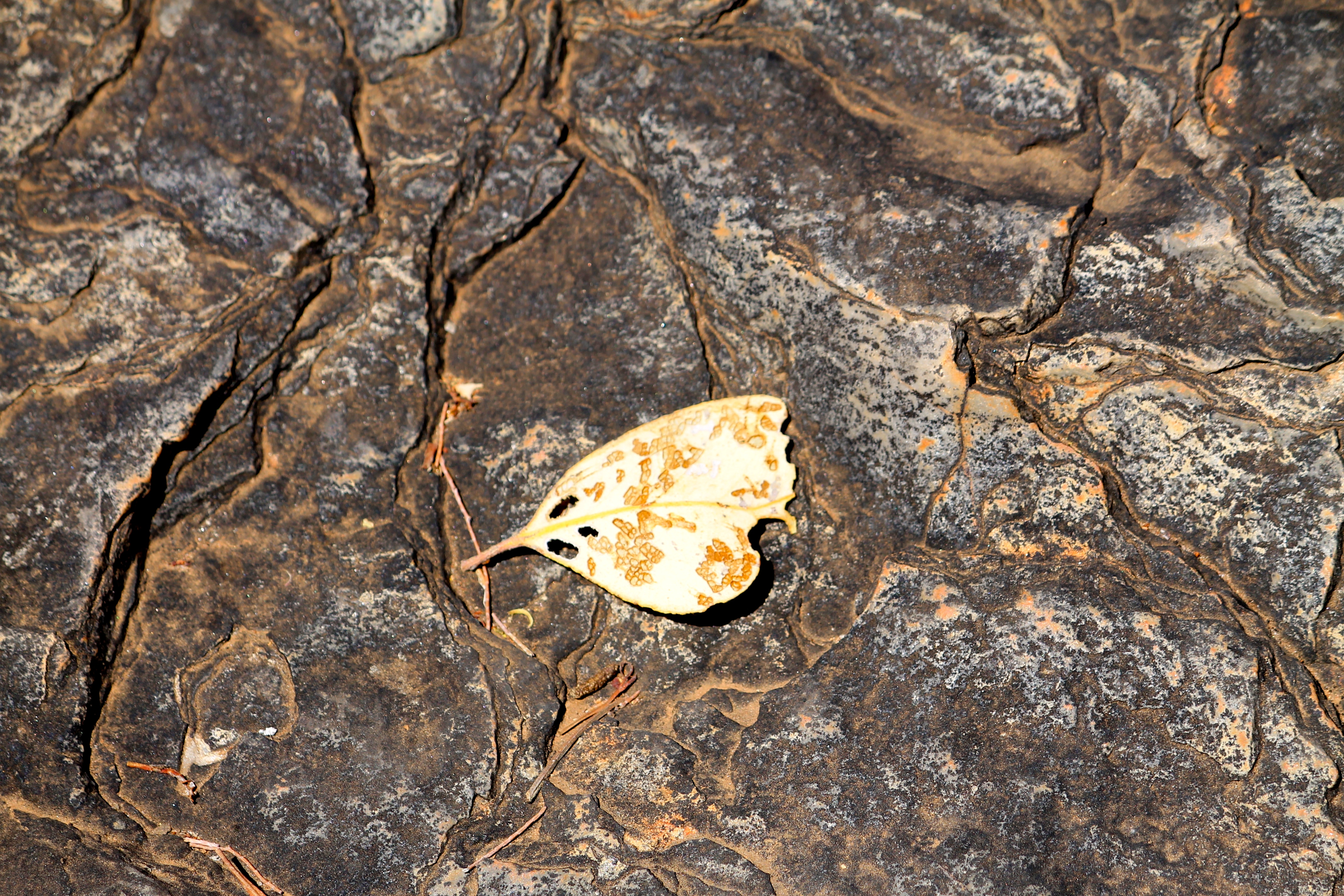 Serpentine Gorge - Leaf (NT)