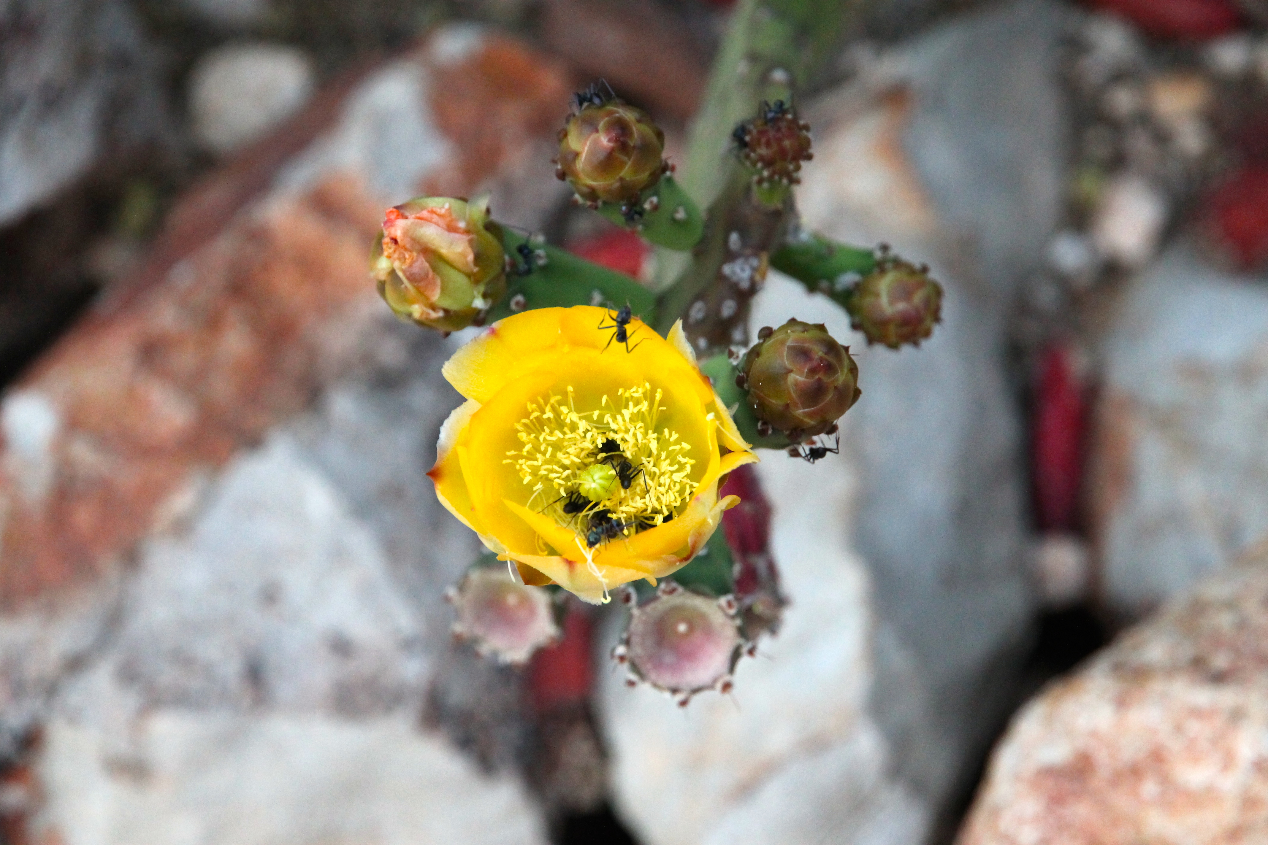 Coober Pedy - Cactus Flower (SA)