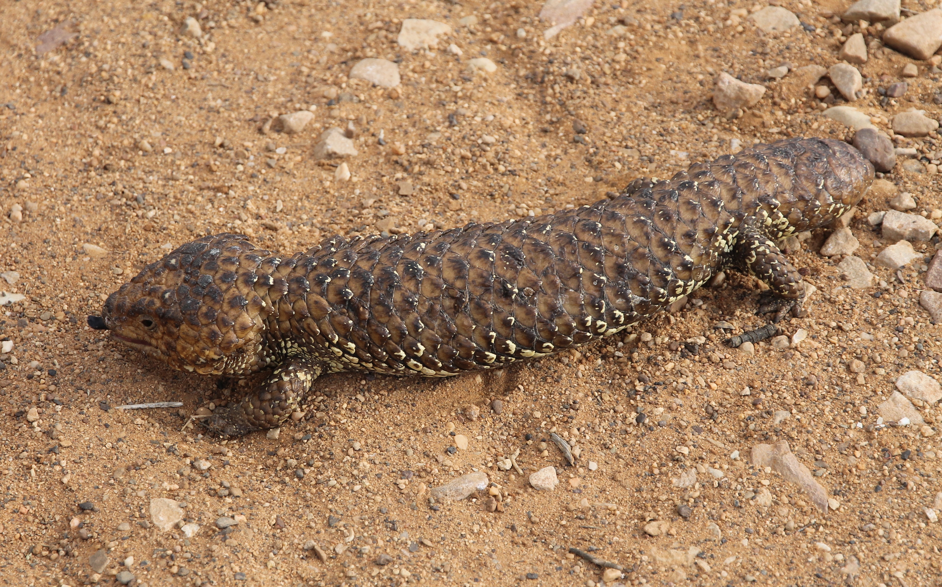 Marree - Shingleback/Sleepy Lizard (SA)