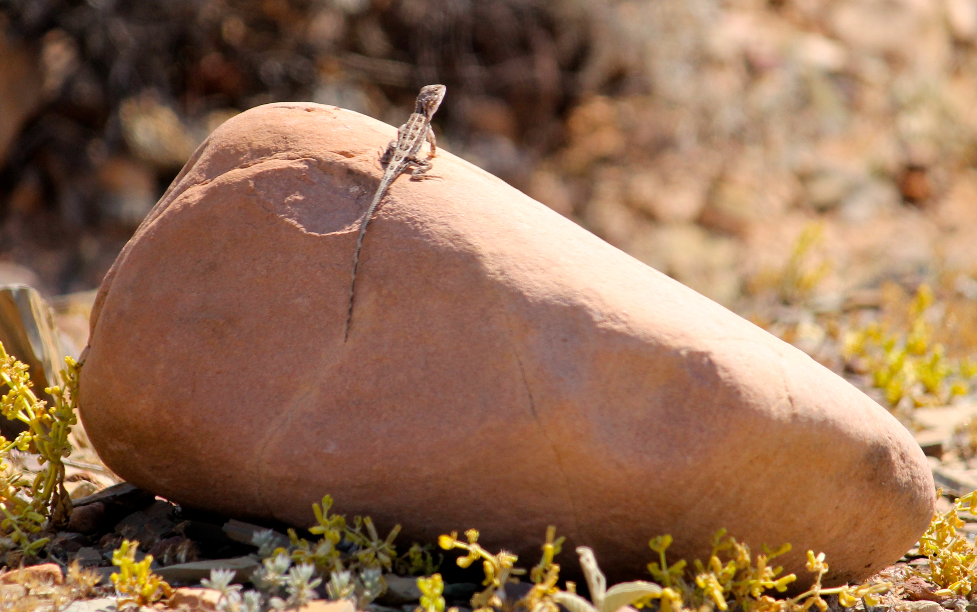 Beltana Station - Earless Dragon (SA)