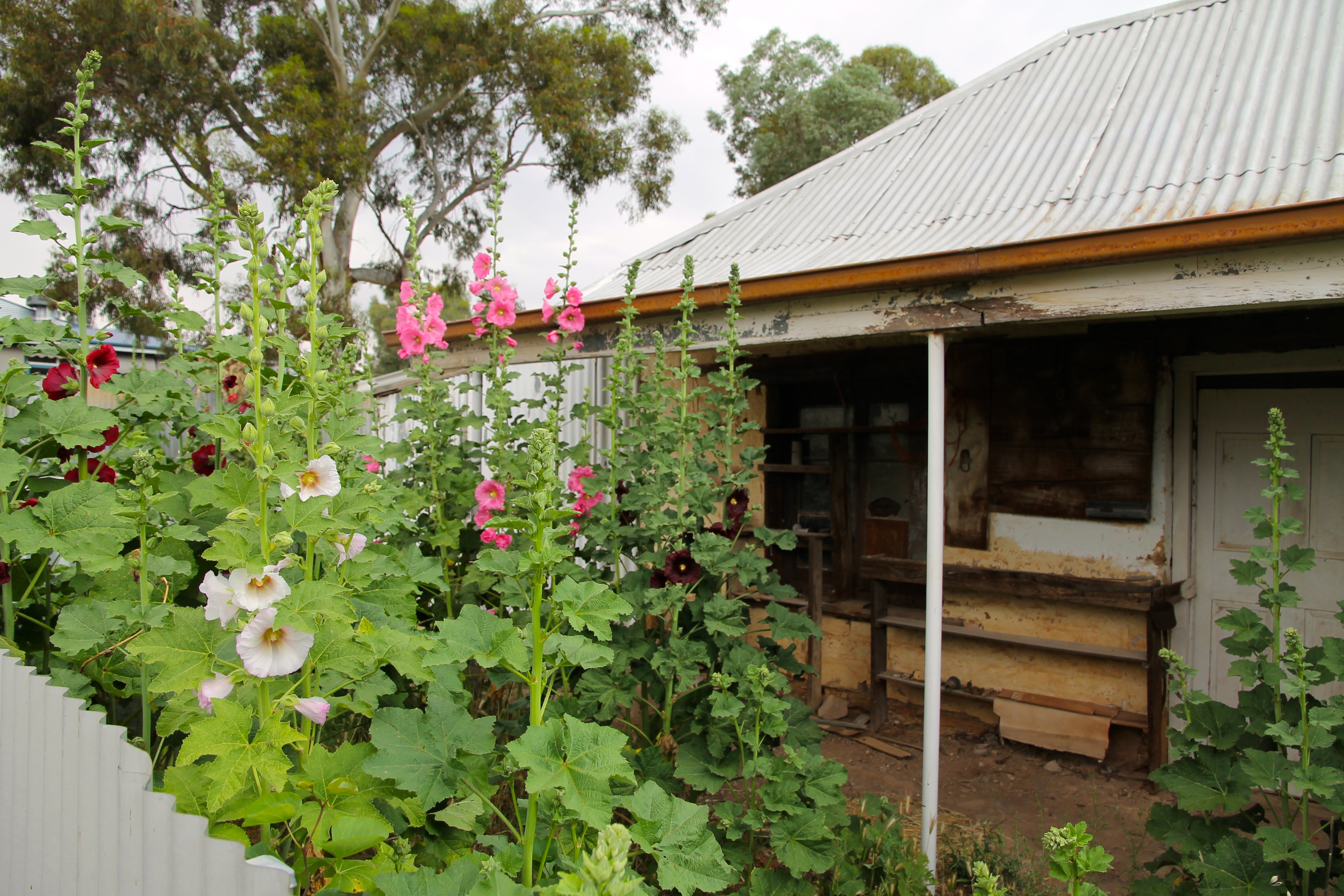 Melrose - Hollyhock Garden (SA)