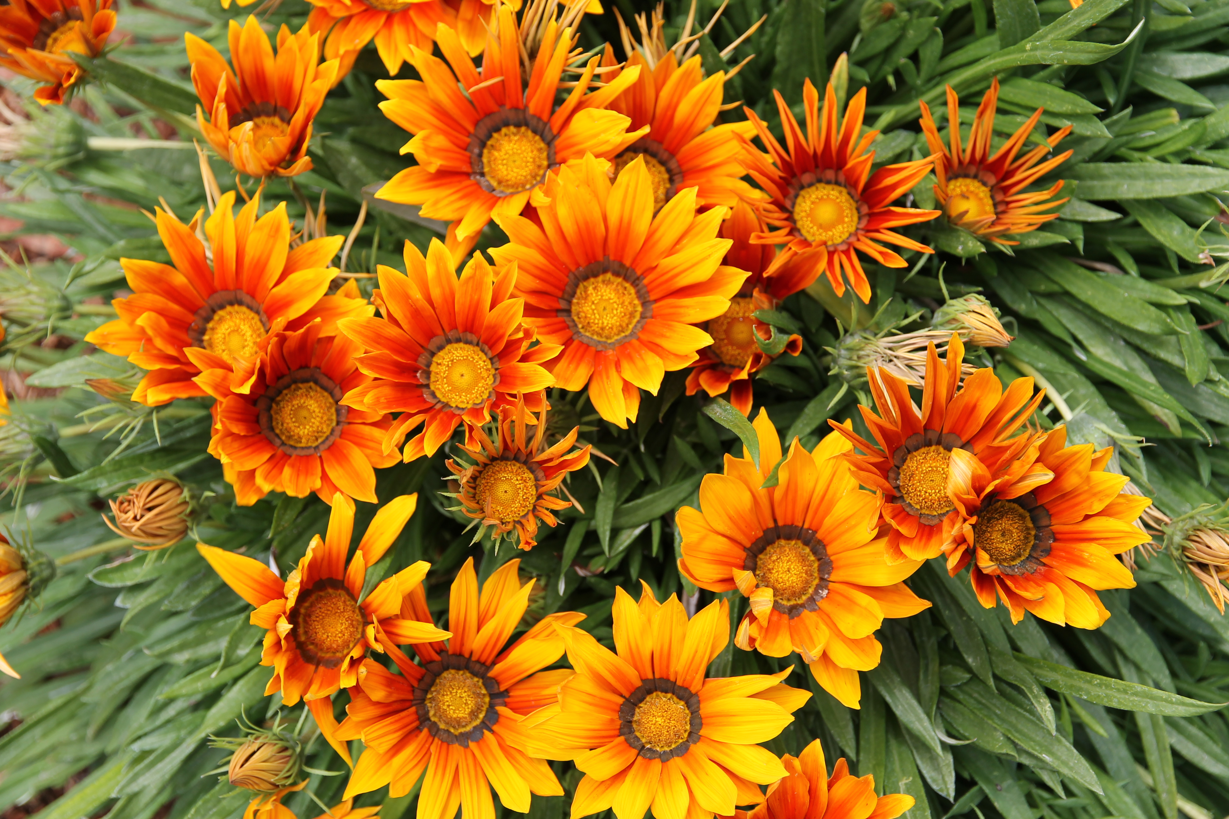 McLaren Vale - 'Sunshine' (SA)