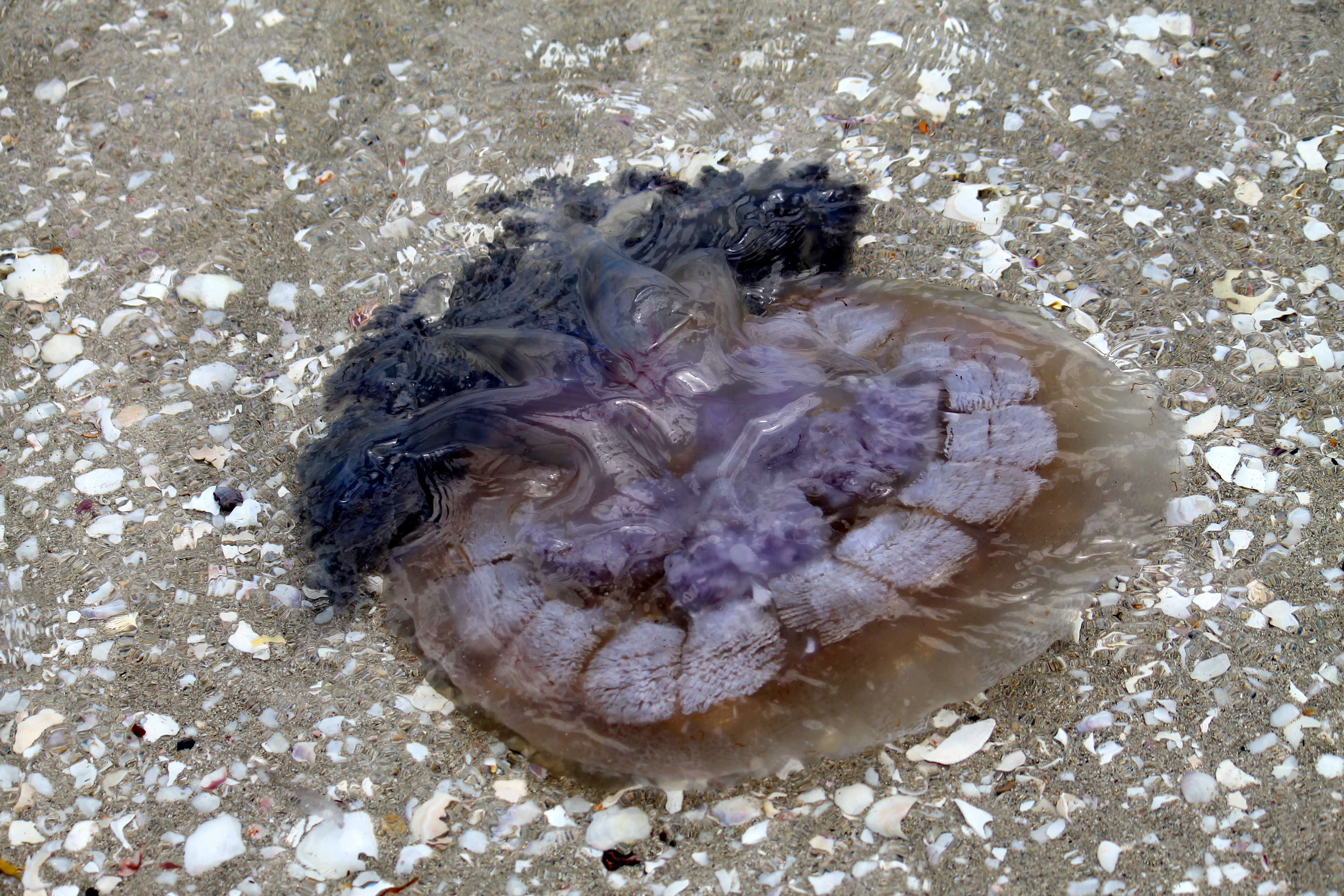 Yorke Peninsula - Burners Beach - Jellyfish (SA)