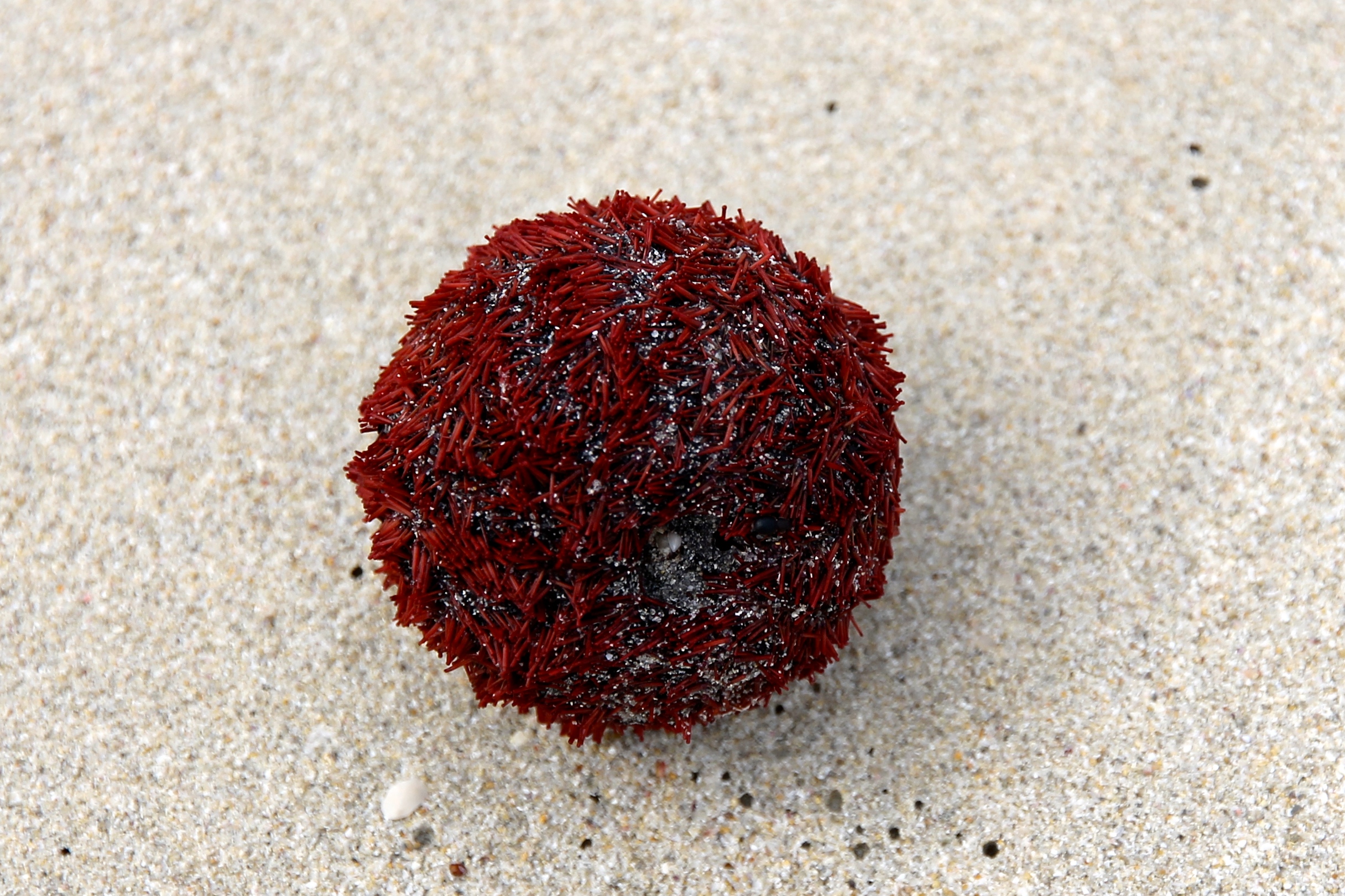 Dolphin Bay, Innes National Park - 'Washed Up 2' (SA)