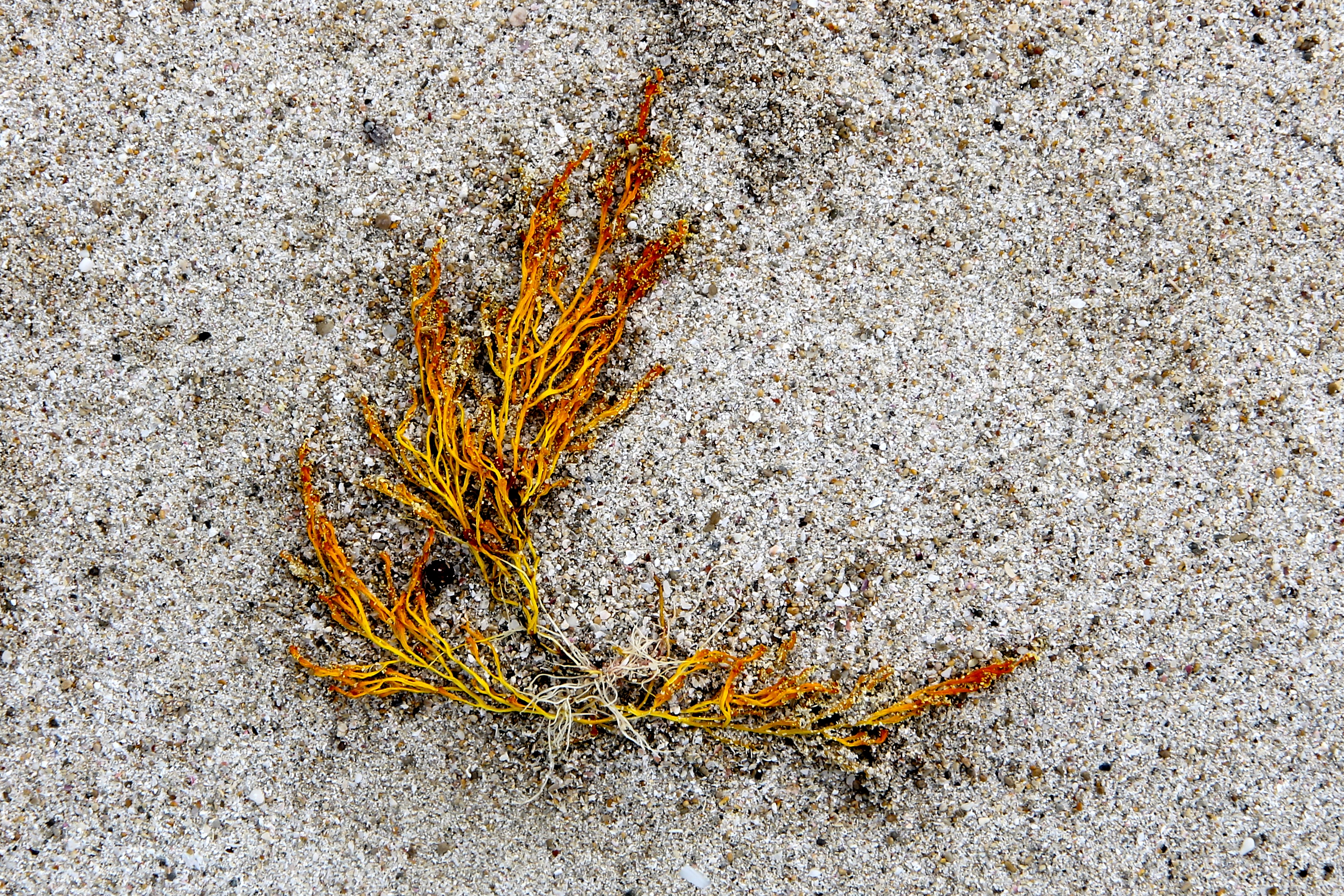 Dolphin Bay, Innes National Park - 'Washed Up 3' (SA)