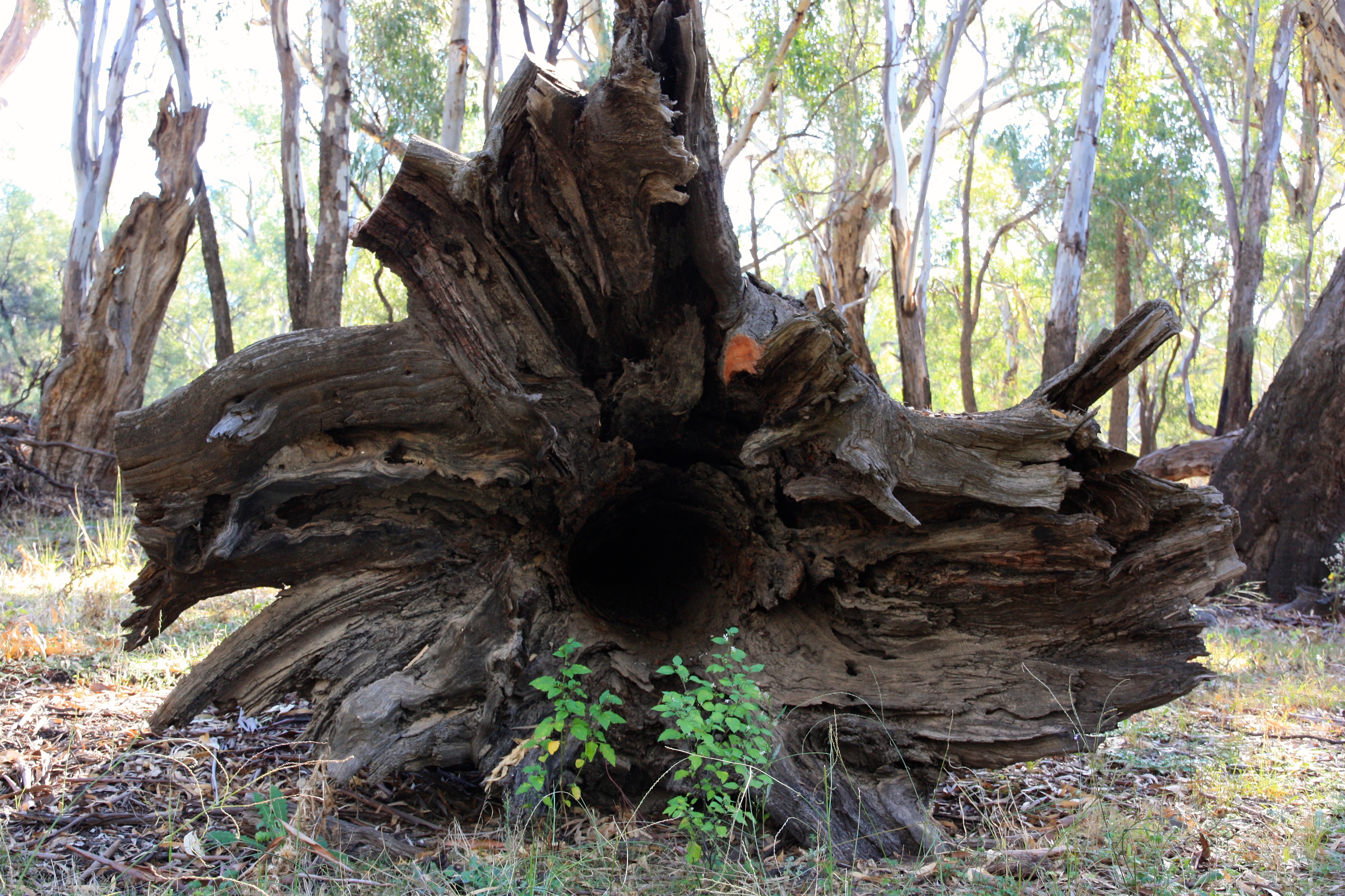 Billabourie Riverside Tourist Park - River Red Gum - Root Bole (NSW)